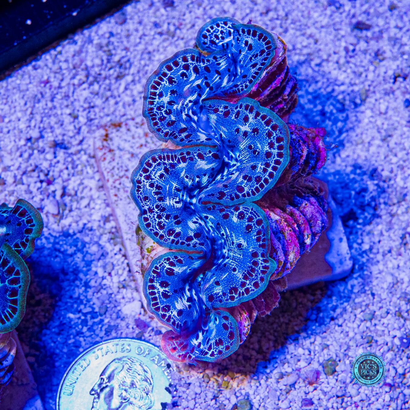 Spotted Blue Maxima Clam - Actinic Photo