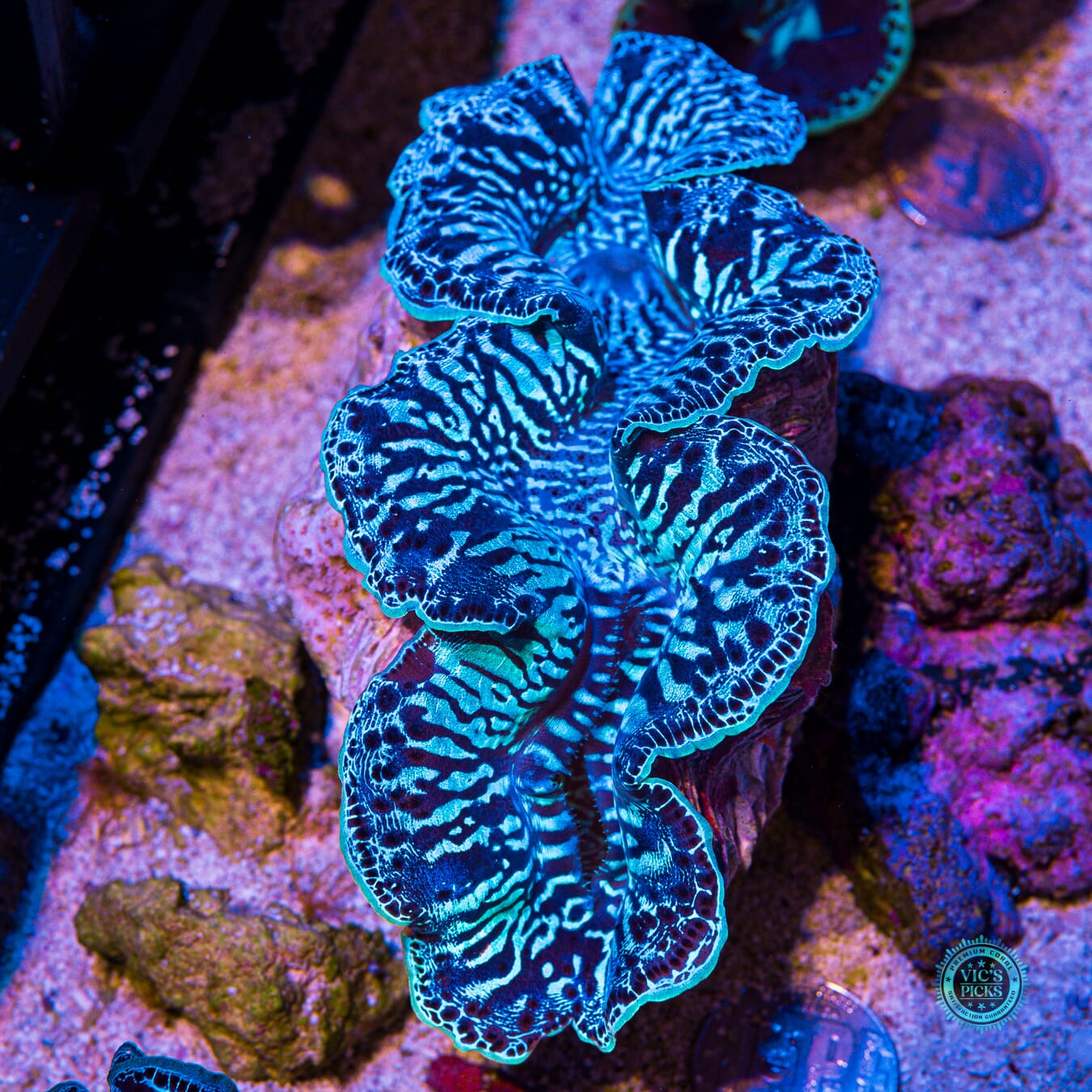 XXL Blue Zebra Maxima Clam - Daylight Photo