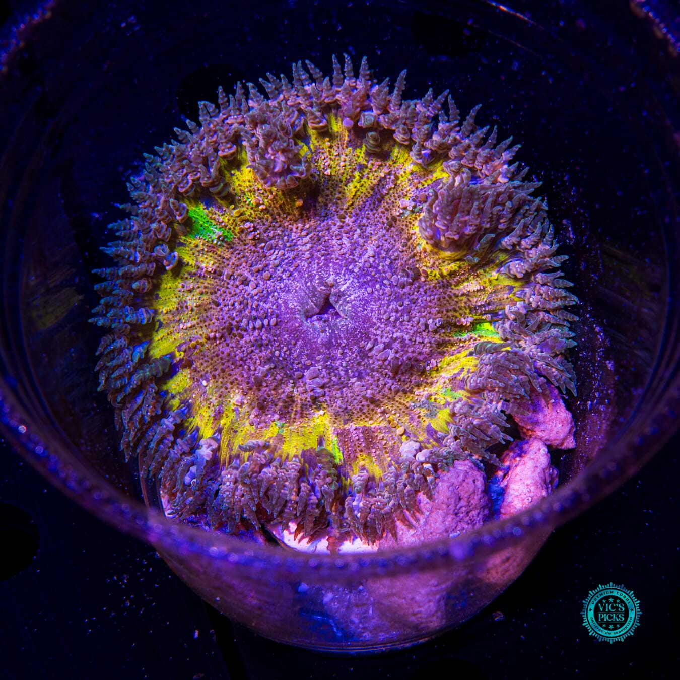 Interdimensional Rift Flower Anemone - Actinic Photo