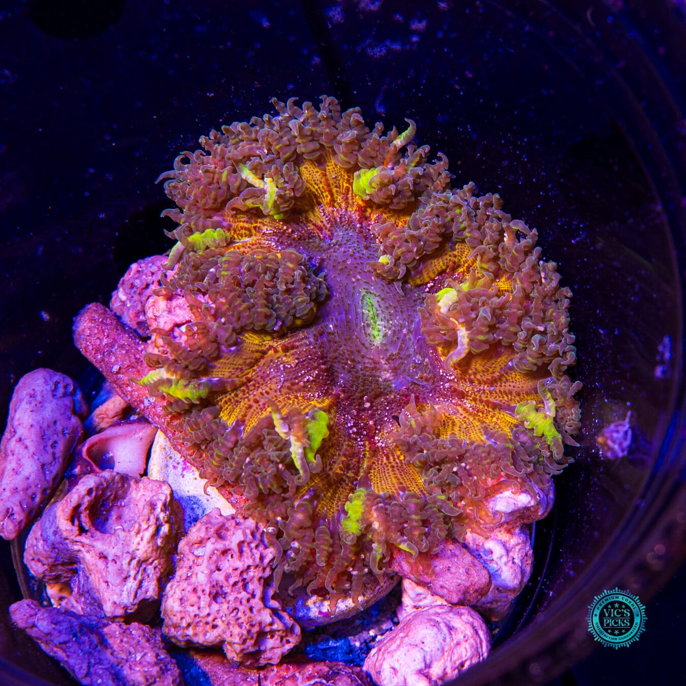 Hive Mind Flower Anemone - Actinic Photo