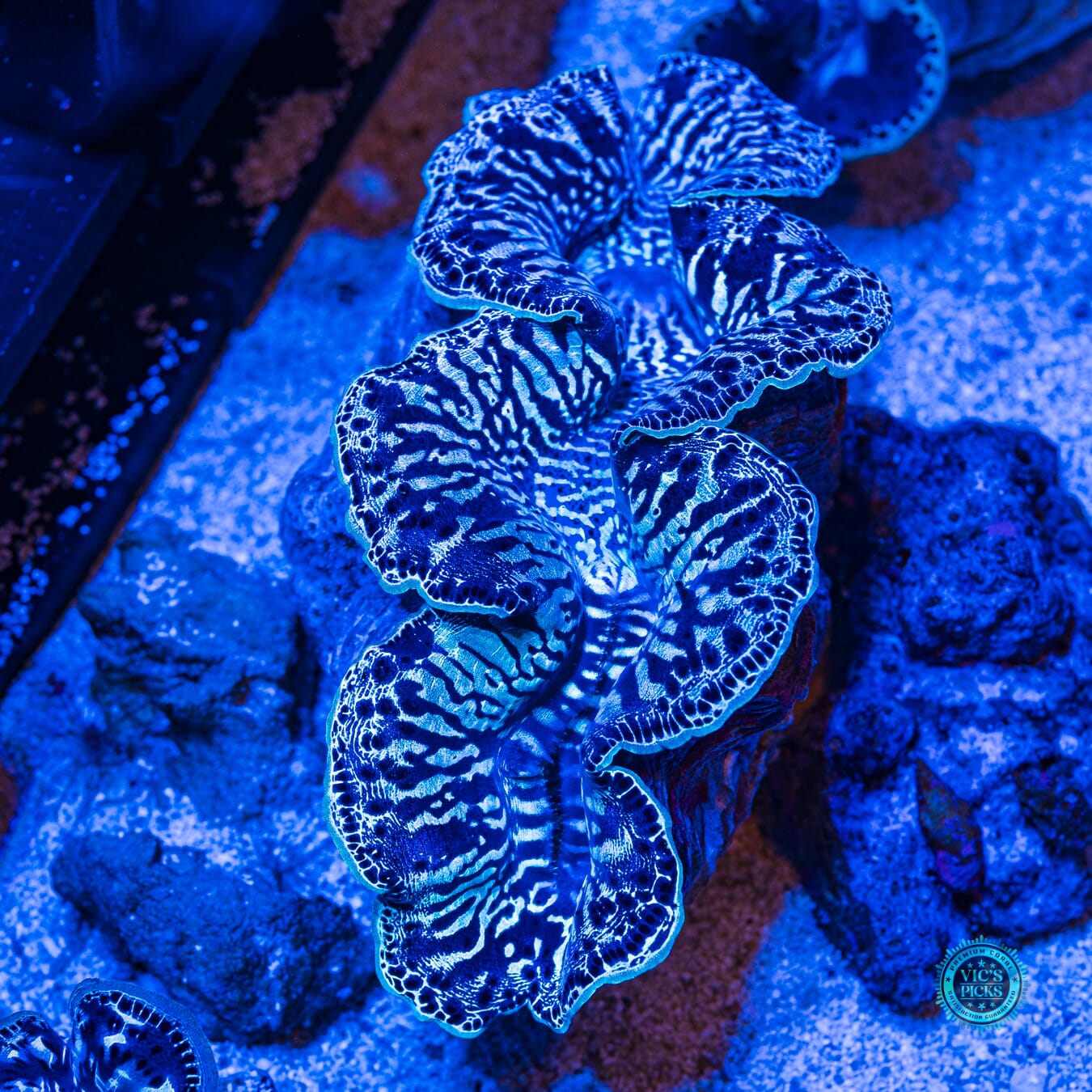 XXL Blue Zebra Maxima Clam - Actinic Photo