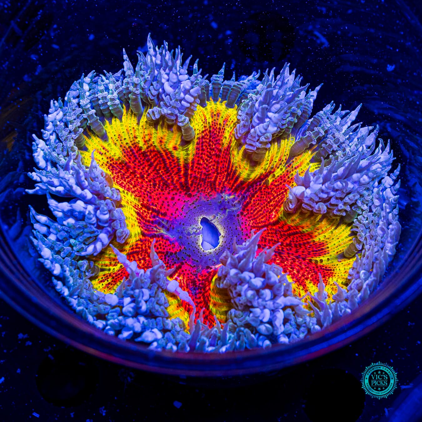 Beach Life Flower Anemone - Daylight Photo