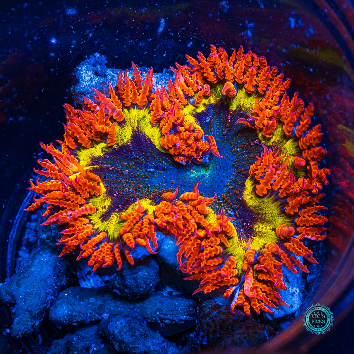 Solar Eclipse Flower Anemone - Daylight Photo