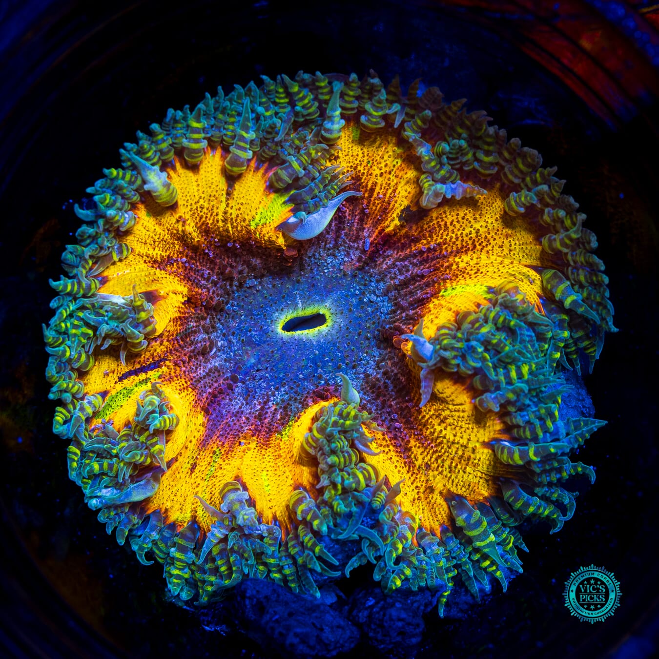 Mango Madness Flower Anemone - Daylight Photo