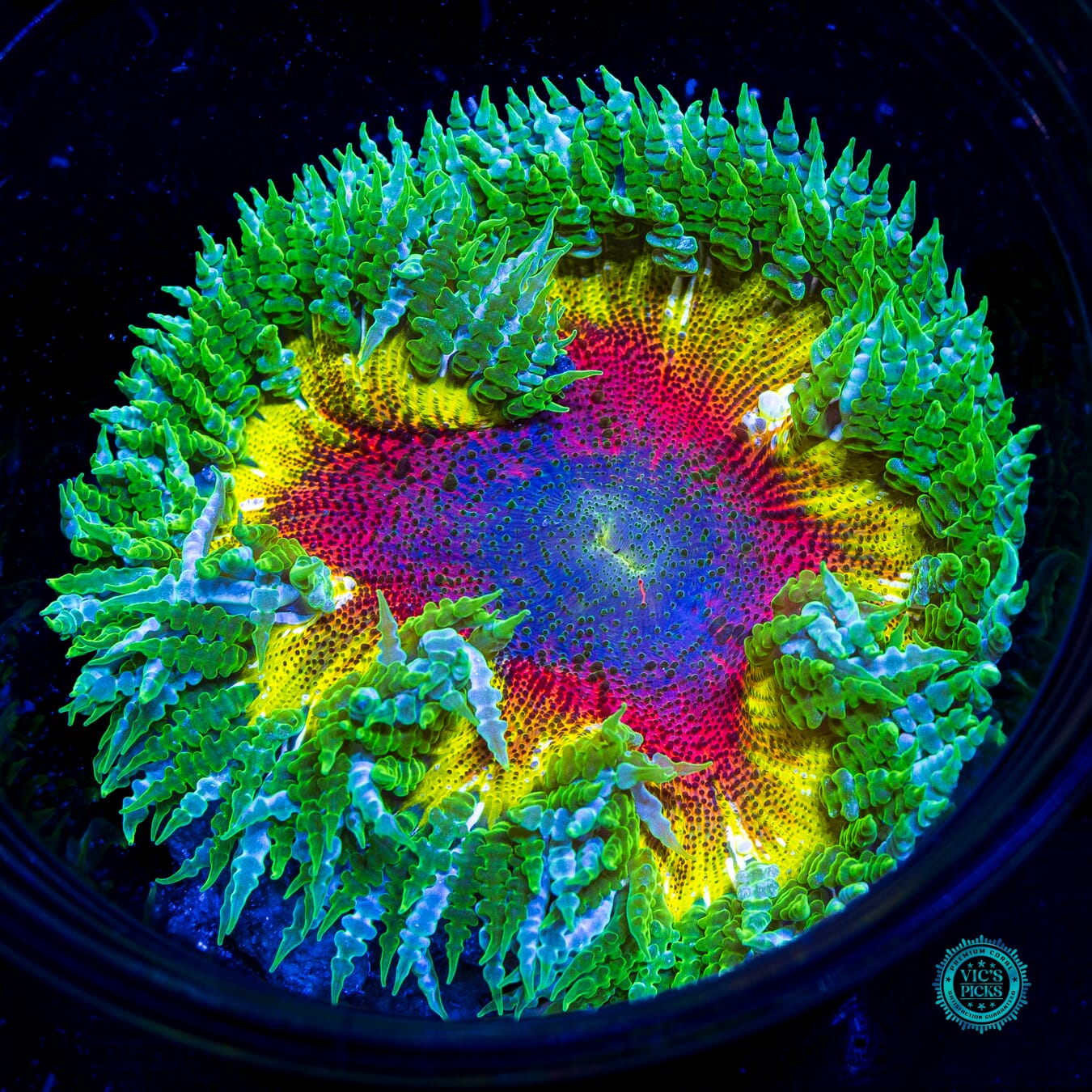 Rasta Rainbow Flower Anemone - Daylight Photo