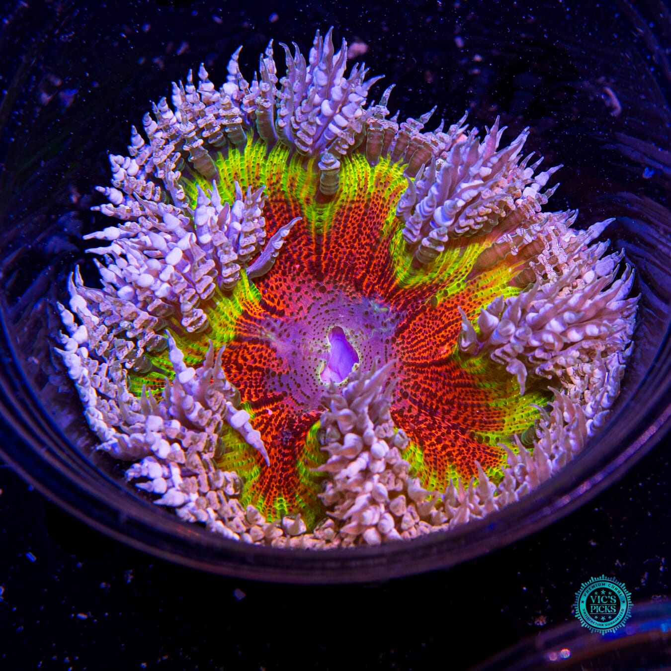 Beach Life Flower Anemone - Actinic Photo