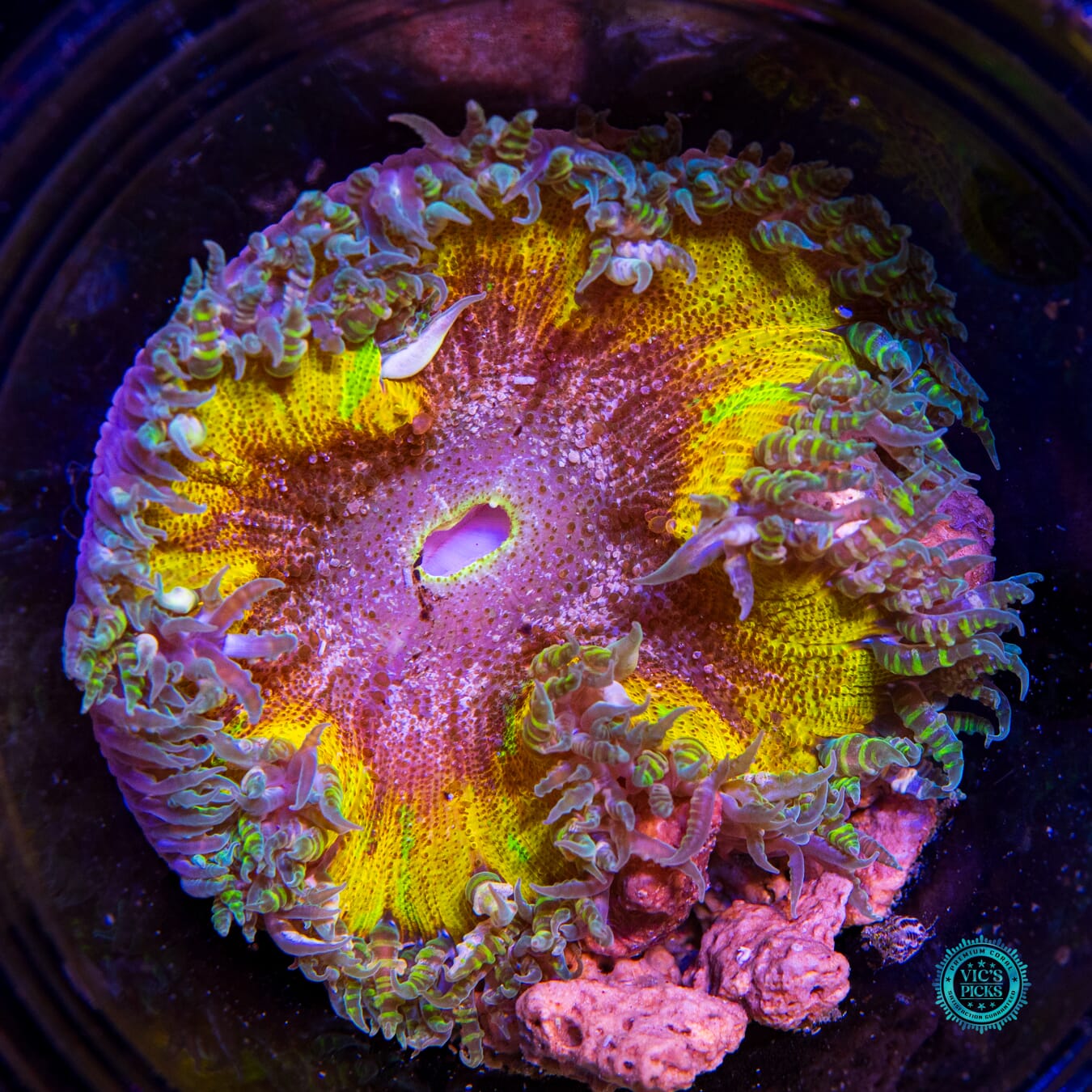 Mango Madness Flower Anemone - Actinic Photo
