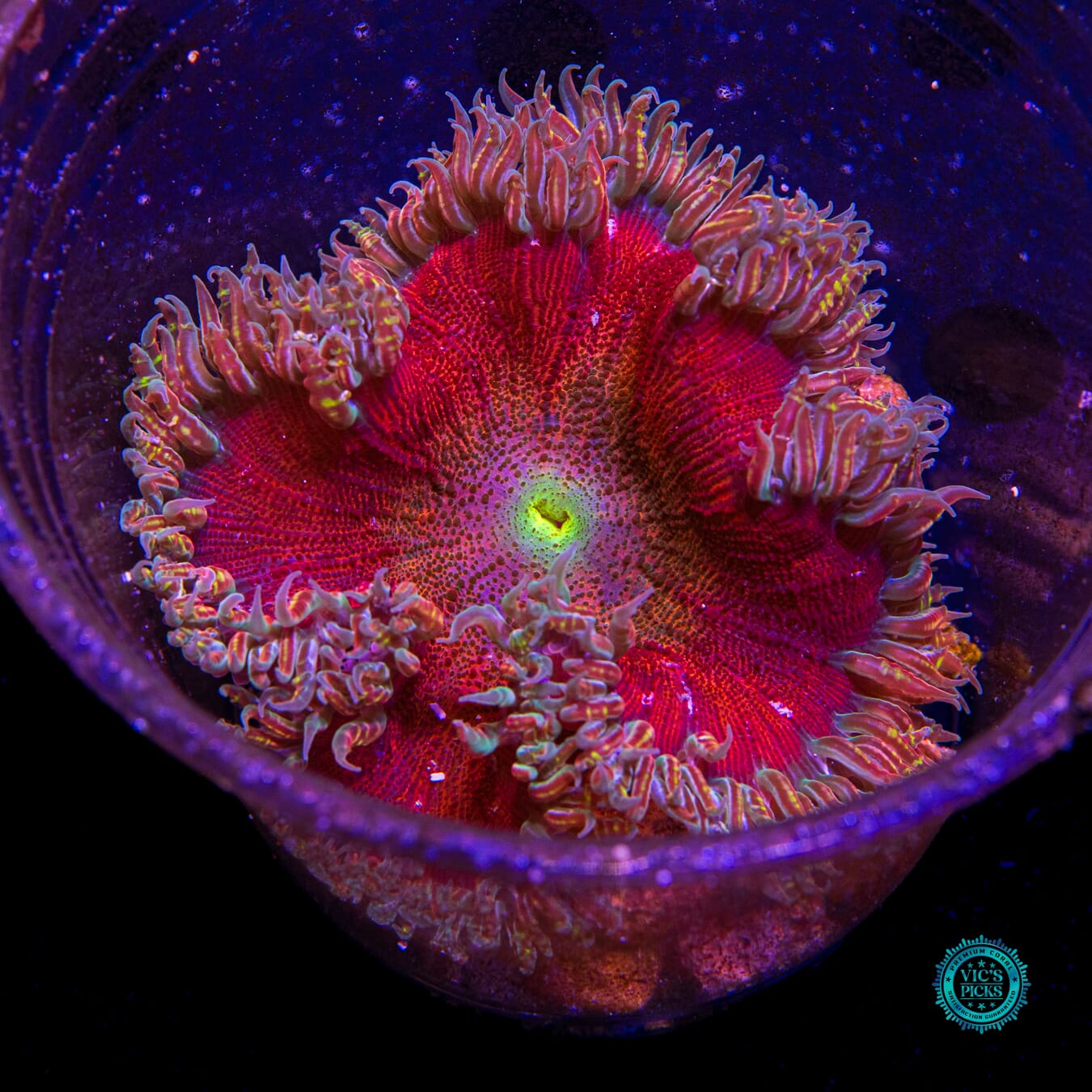 Fruit Cocktail Flower Anemone - Actinic Photo