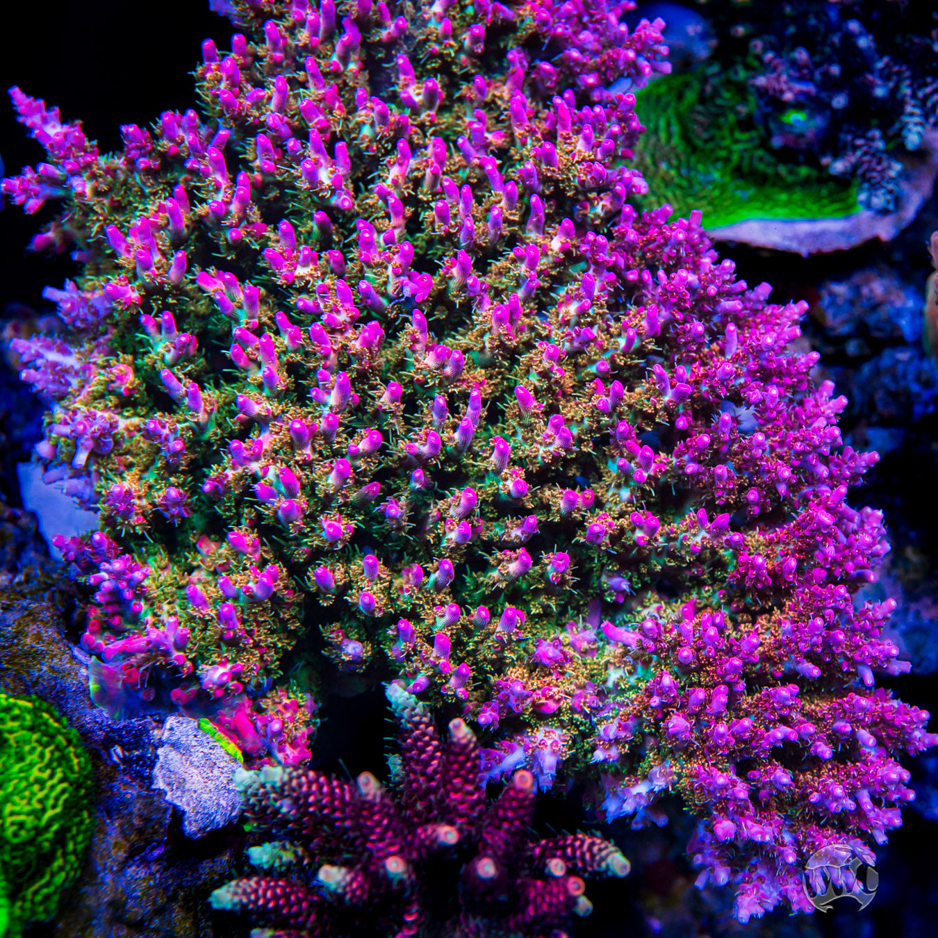 Vivid's Confetti Acropora