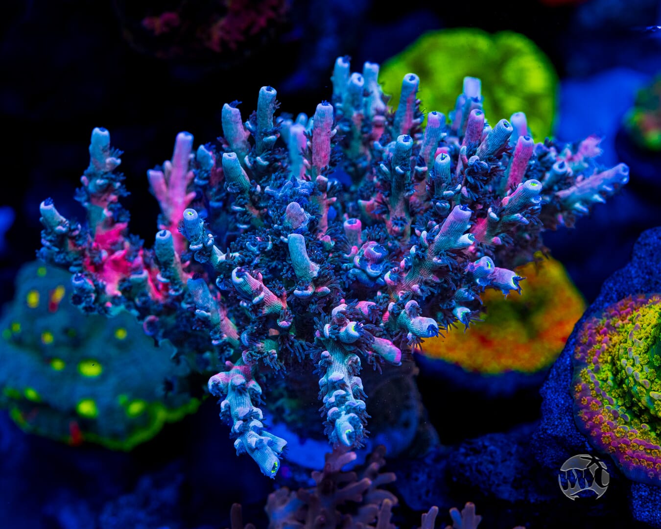 Vivid's Insanity Acropora - Mother Colony
