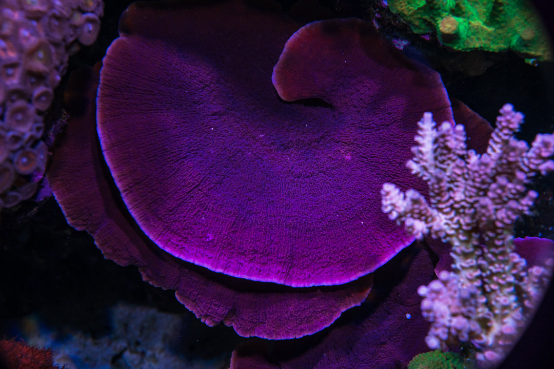 Vivid's Purple Cap Montipora Coral