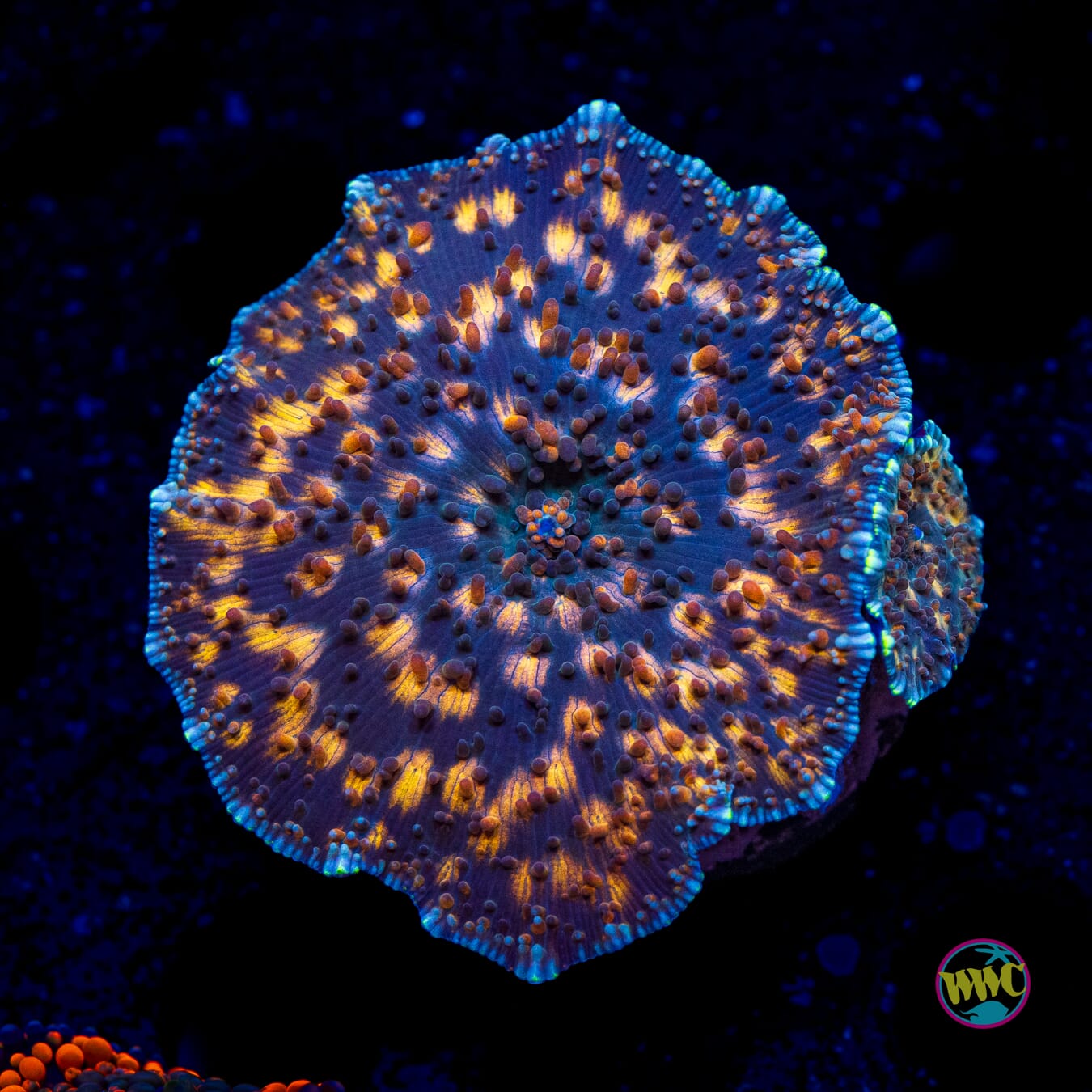 Spotted Iguana Disco Mushroom - Actinic Photo