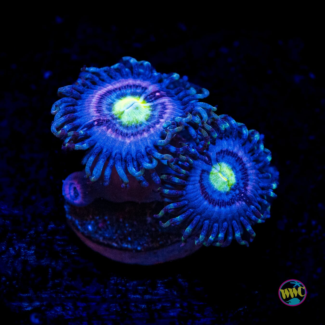 WWC Avocado Smasher Zoanthids - Actinic Photo