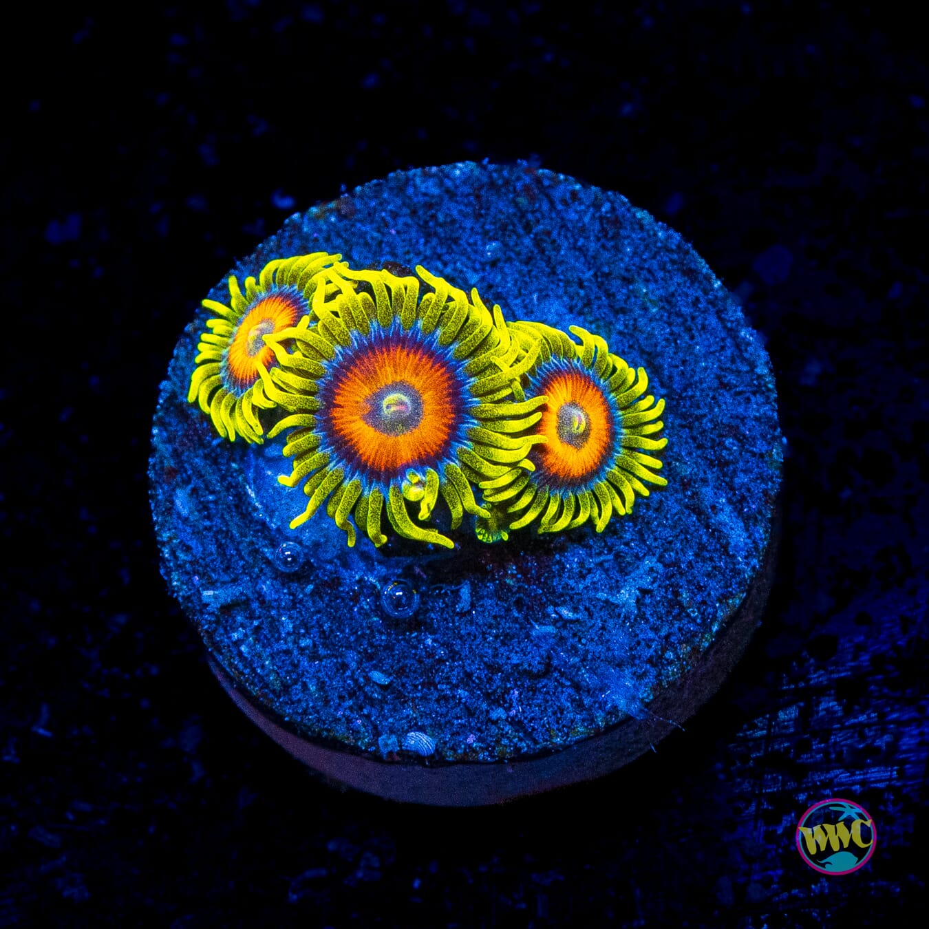 WWC Wildflower Zoanthids - Actinic Photo