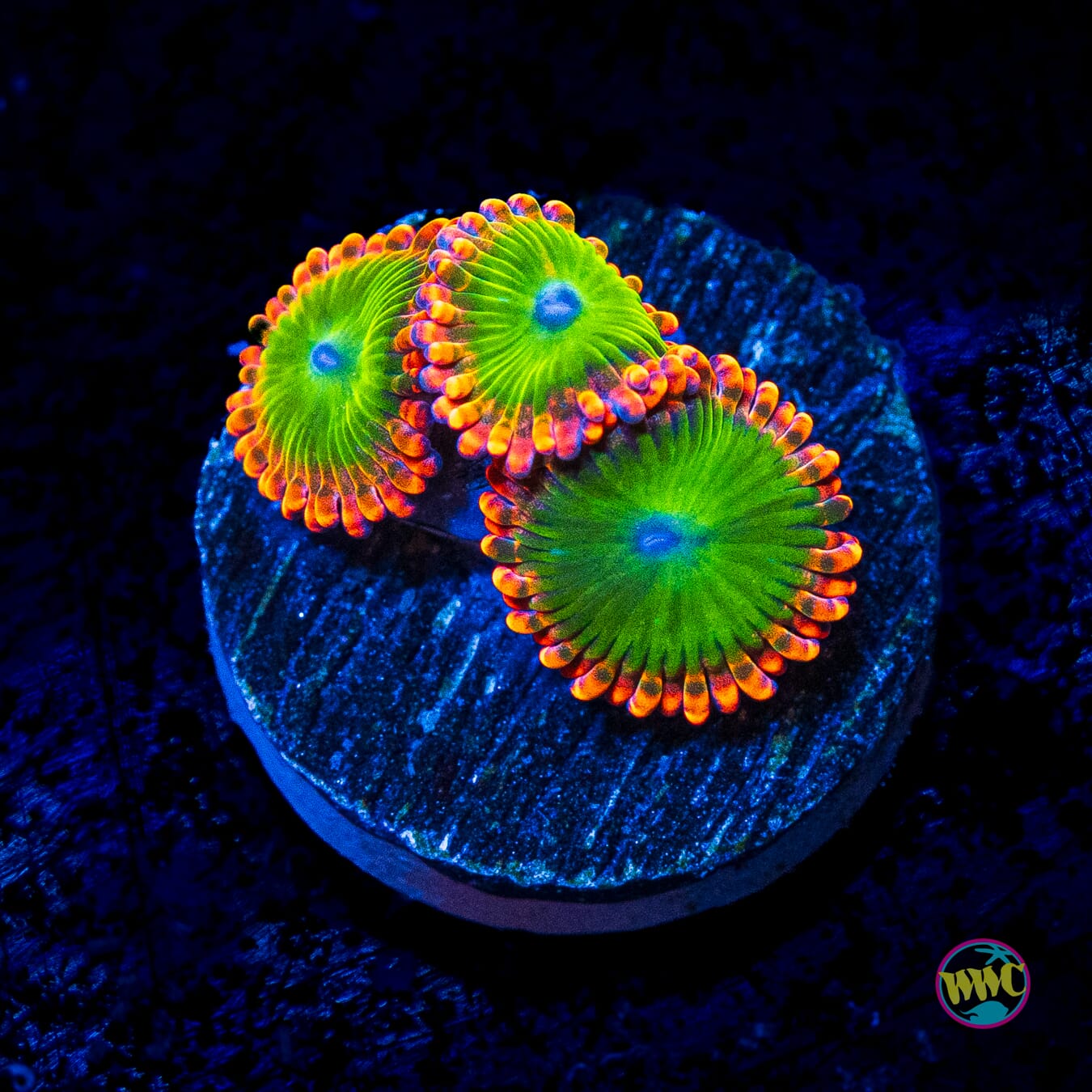 Electric Oompa Loompa Zoanthids - Actinic Photo