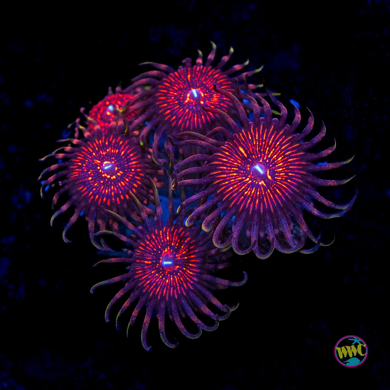 ARC Nightcrawler Zoanthids - Actinic Photo
