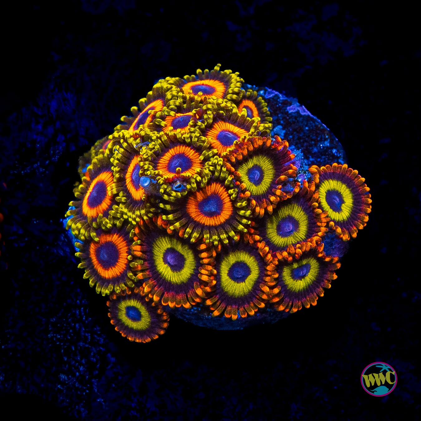 Fruit Loopz and Eagle Eye Combo Zoanthids - Actinic Photo