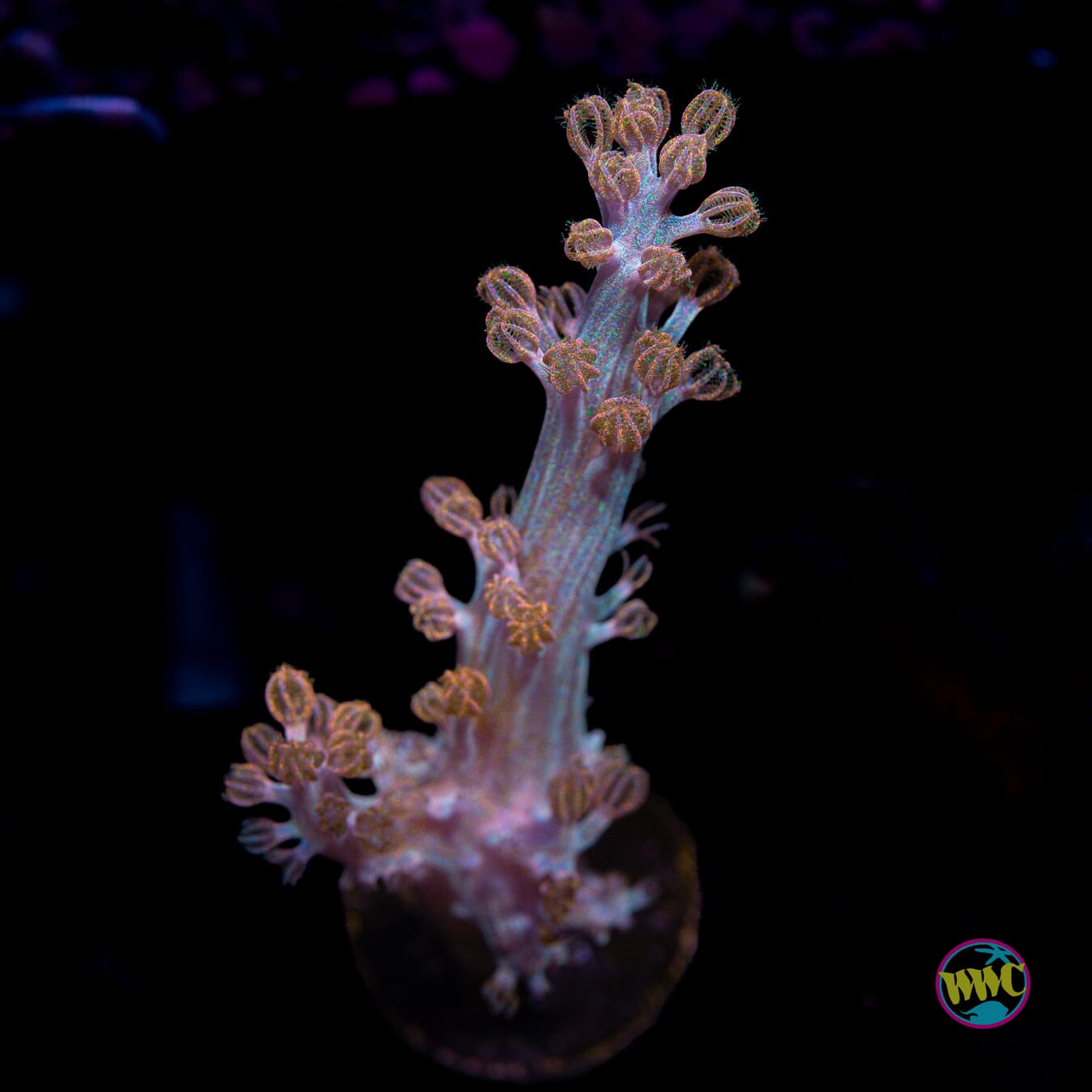 WWC Rainbow Sprinkles Cespitularia - Actinic Photo