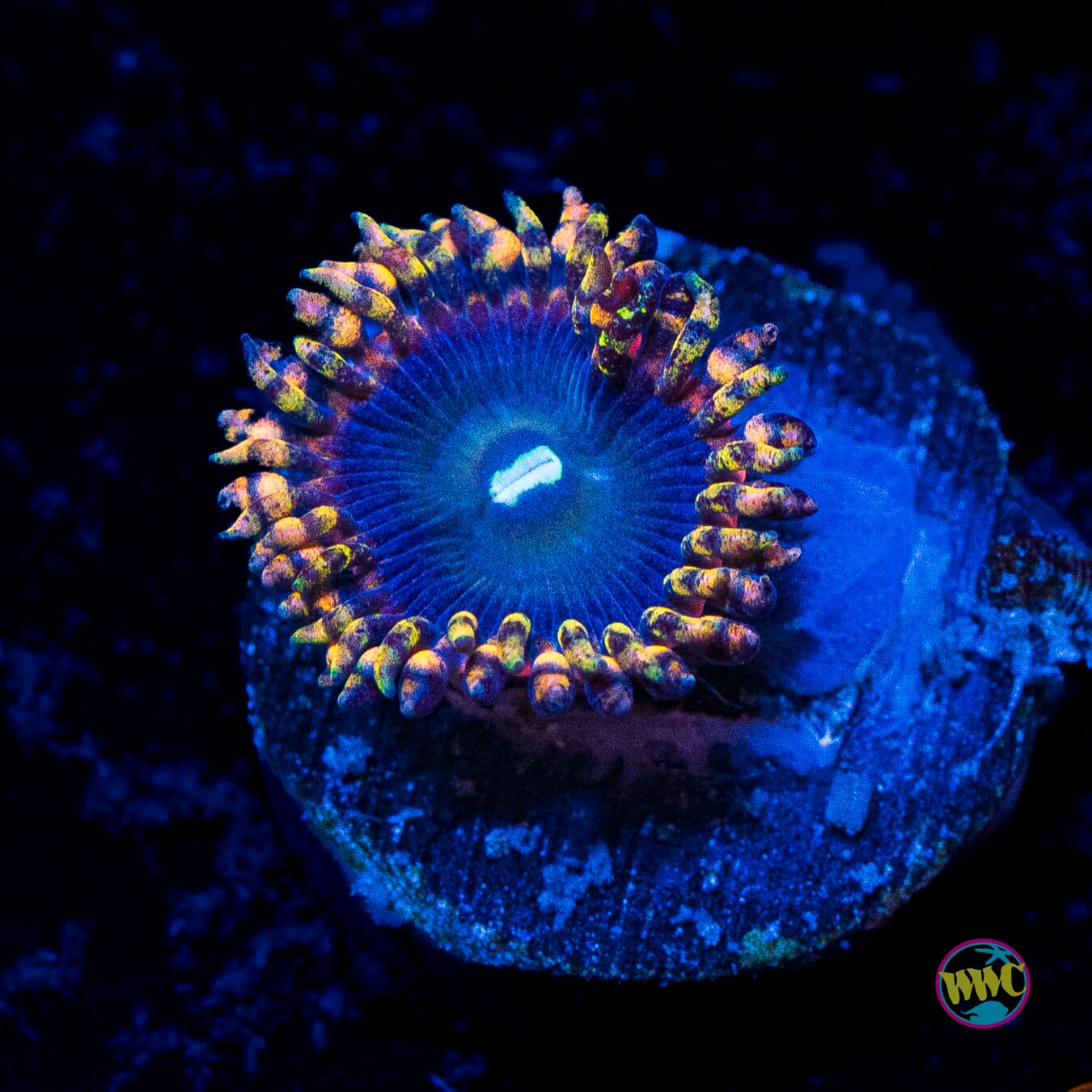 Anti Matter Zoanthids - Actinic Photo