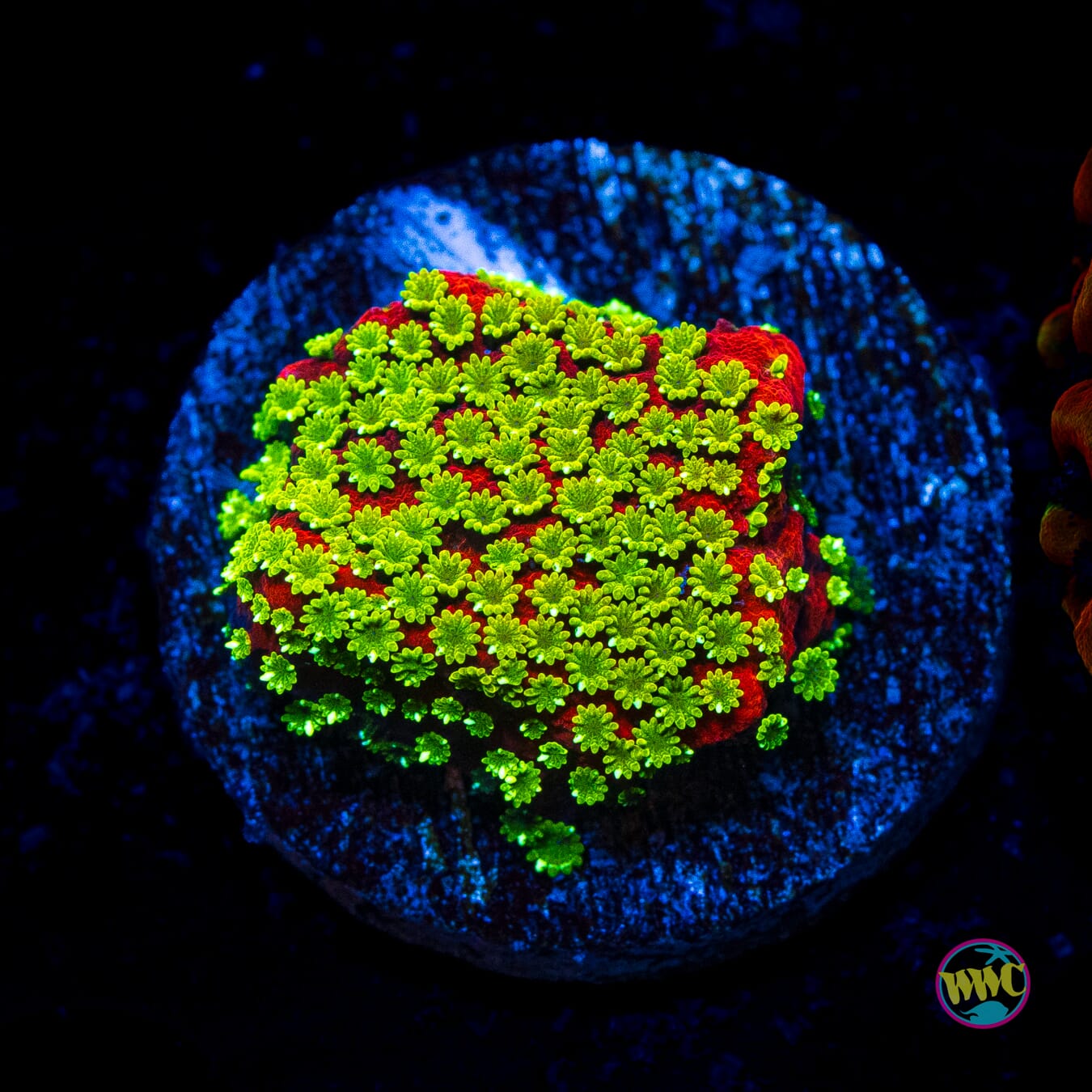 Sunset Montipora - Actinic Photo