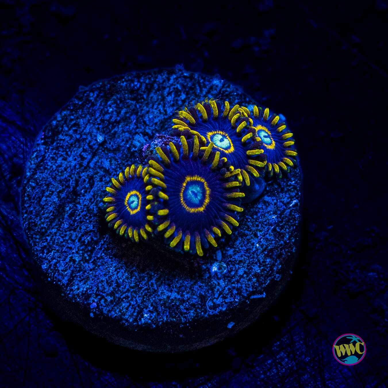 Blue Hornet Zoanthids - Actinic Photo