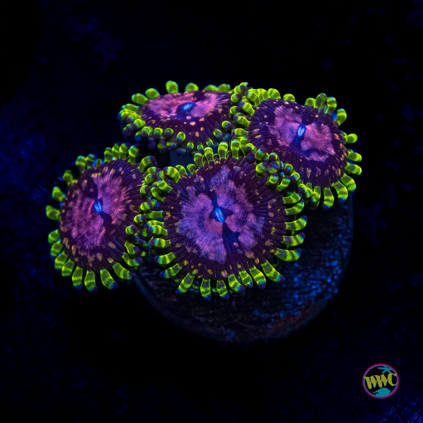 WWC Purple Monsters Zoanthids - Actinic Photo