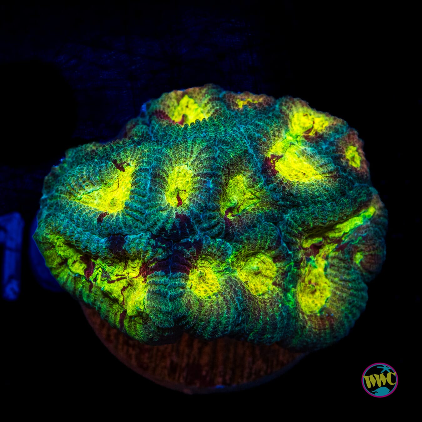 WWC Diversity Favia - Actinic Photo