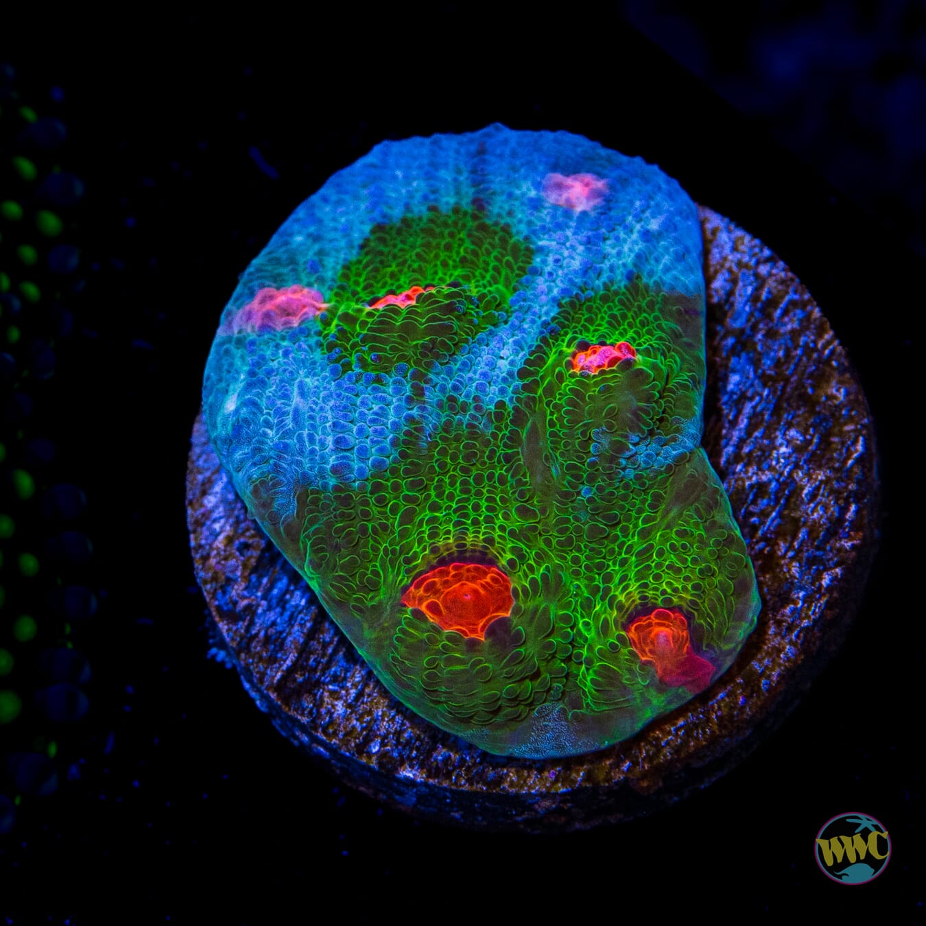 WWC Alien Agent Chalice - Daylight Photo