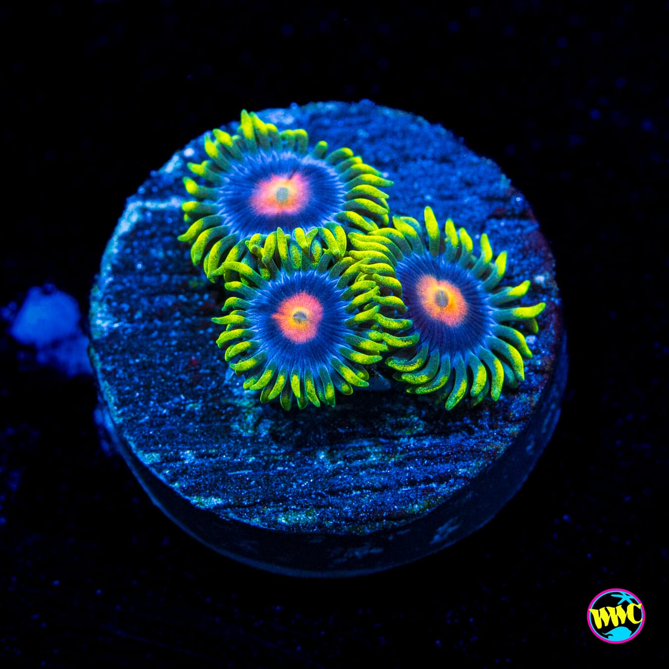 WWC Ultimate Blowpop Zoanthids - Actinic Photo