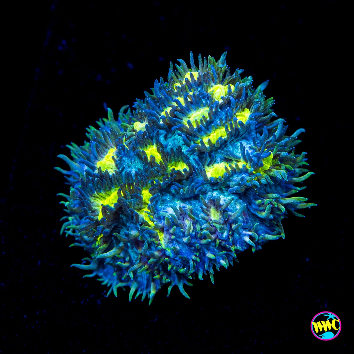 Jason Fox Blueberry Blast Hydnophora - Actinic Photo