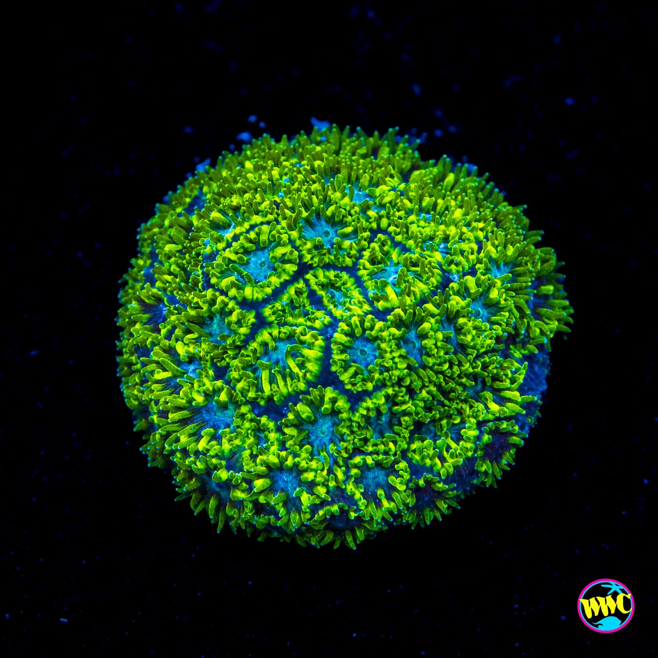 WWC Kermit the Frog Leptastrea - Actinic Photo