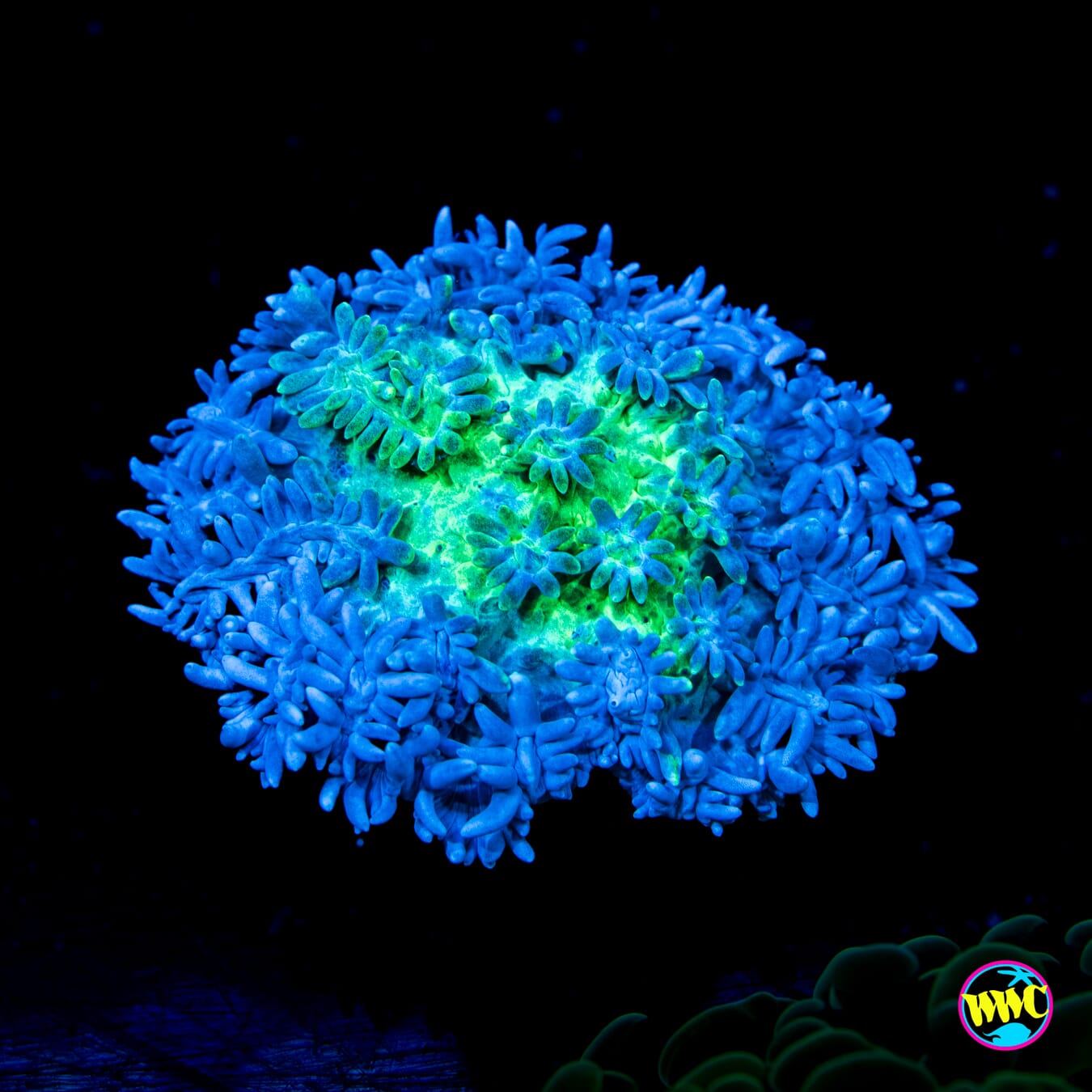 WWC Blueberry Hydnophora