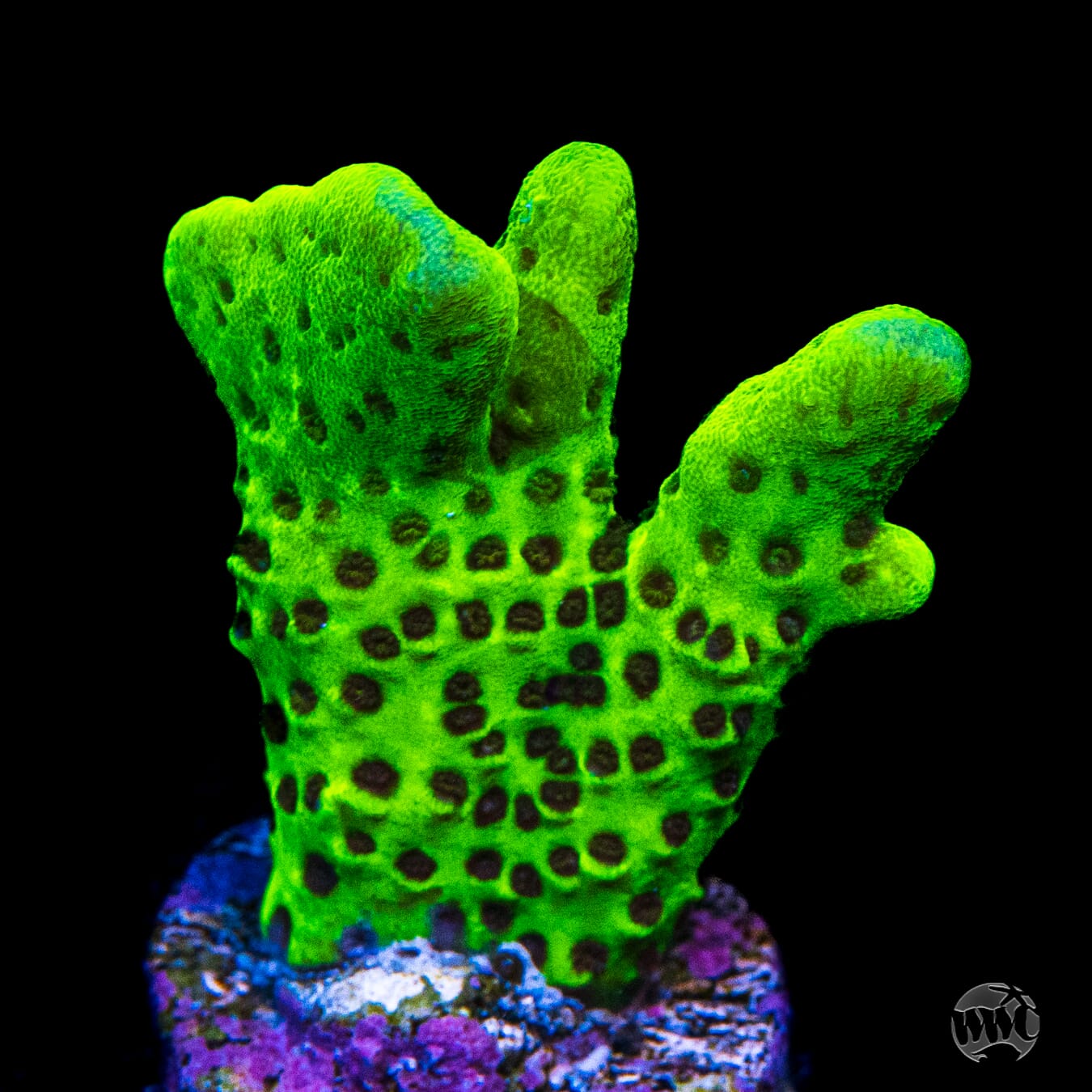WWC Slimeball Spongodes Montipora Coral