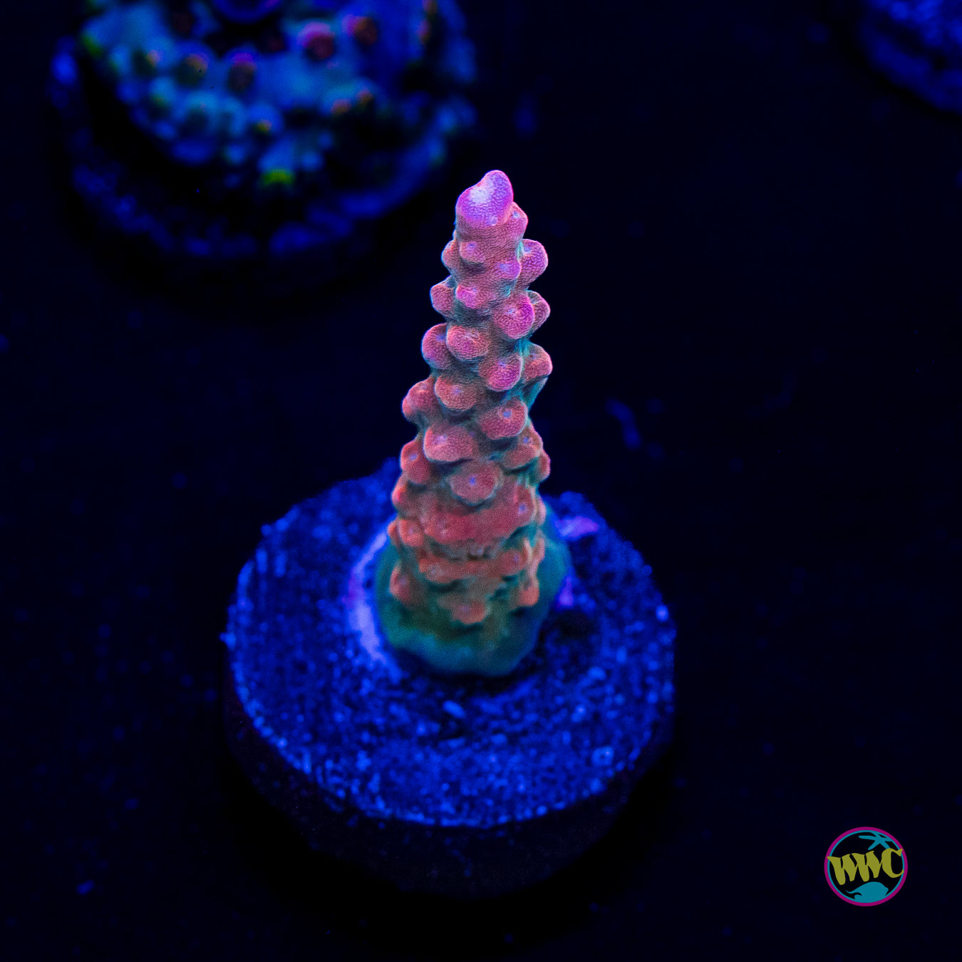 BC Bubble Bath Unicorn Acropora