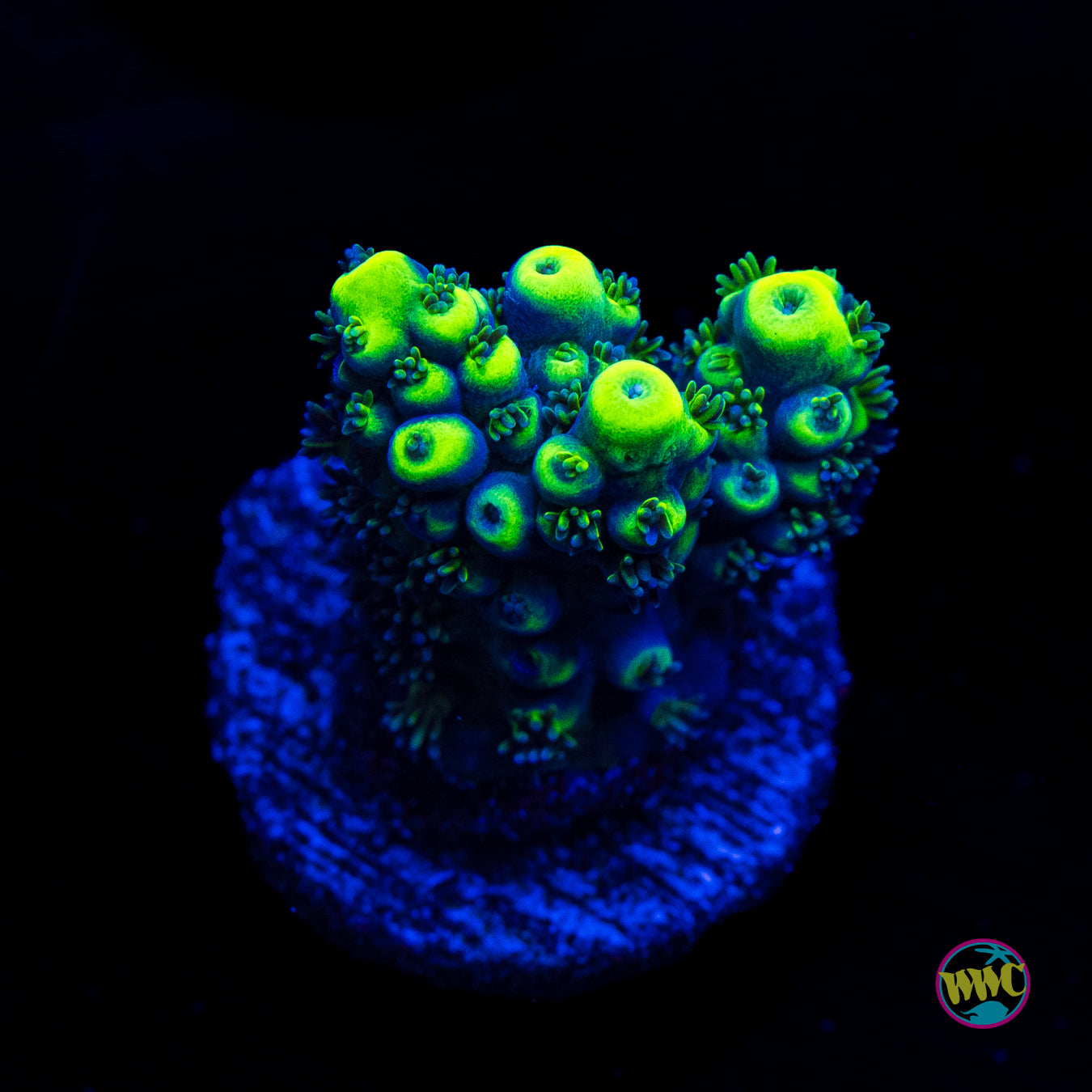 WWC Shark Bite Acropora