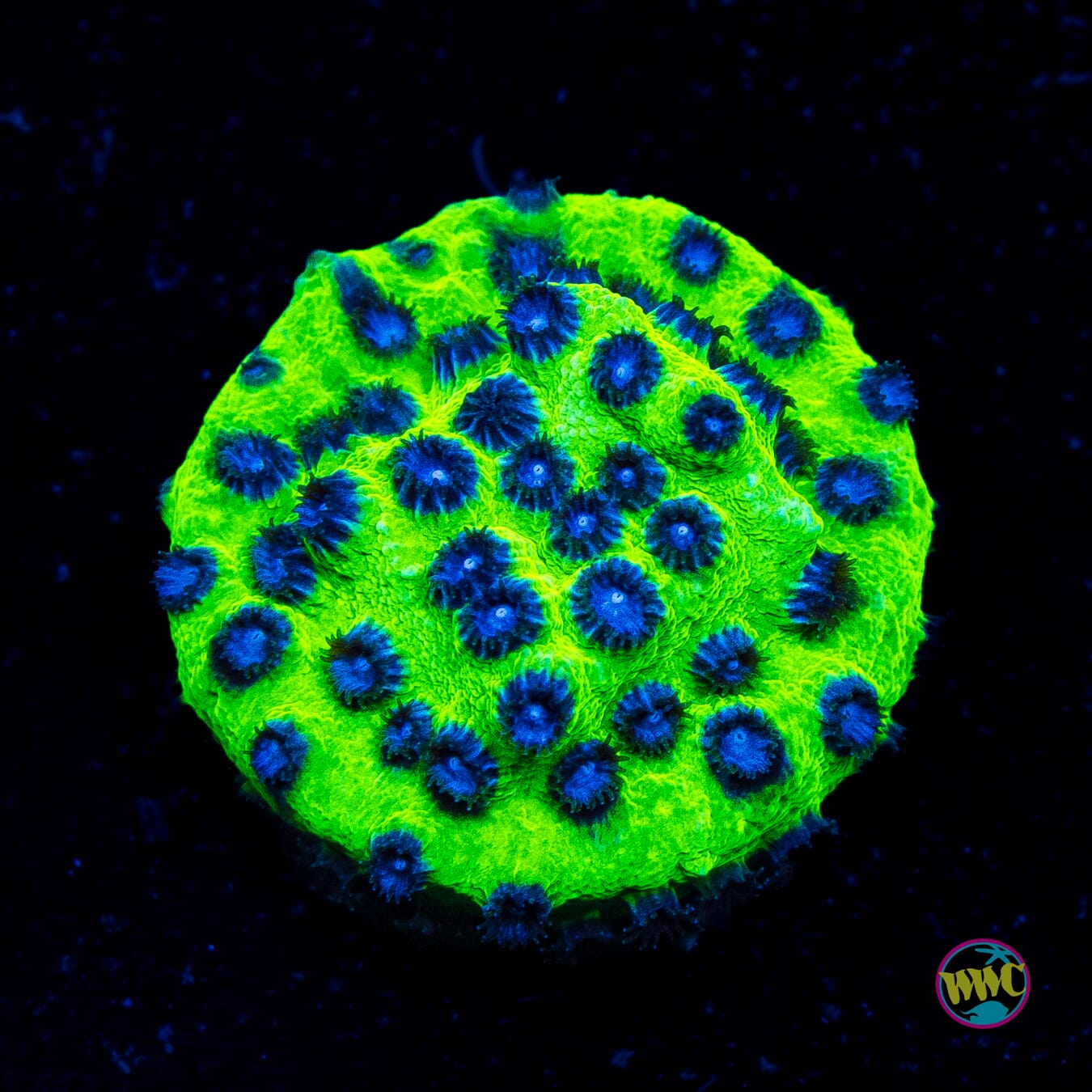 Jason Fox Master PPE Cyphastrea - Actinic Photo