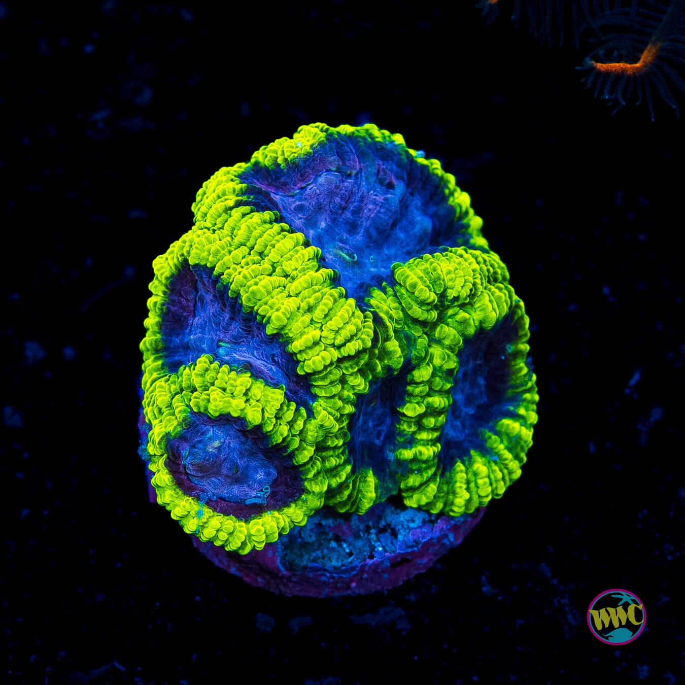 WWC Space Monkey Favia - Actinic Photo