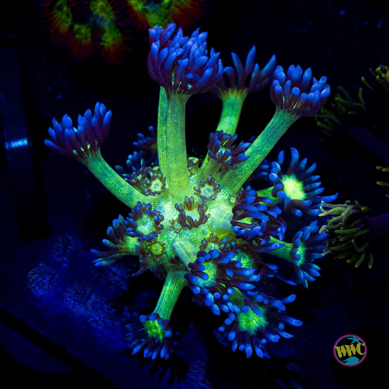 WWC Shadow Flame Goniopora - Actinic Photo