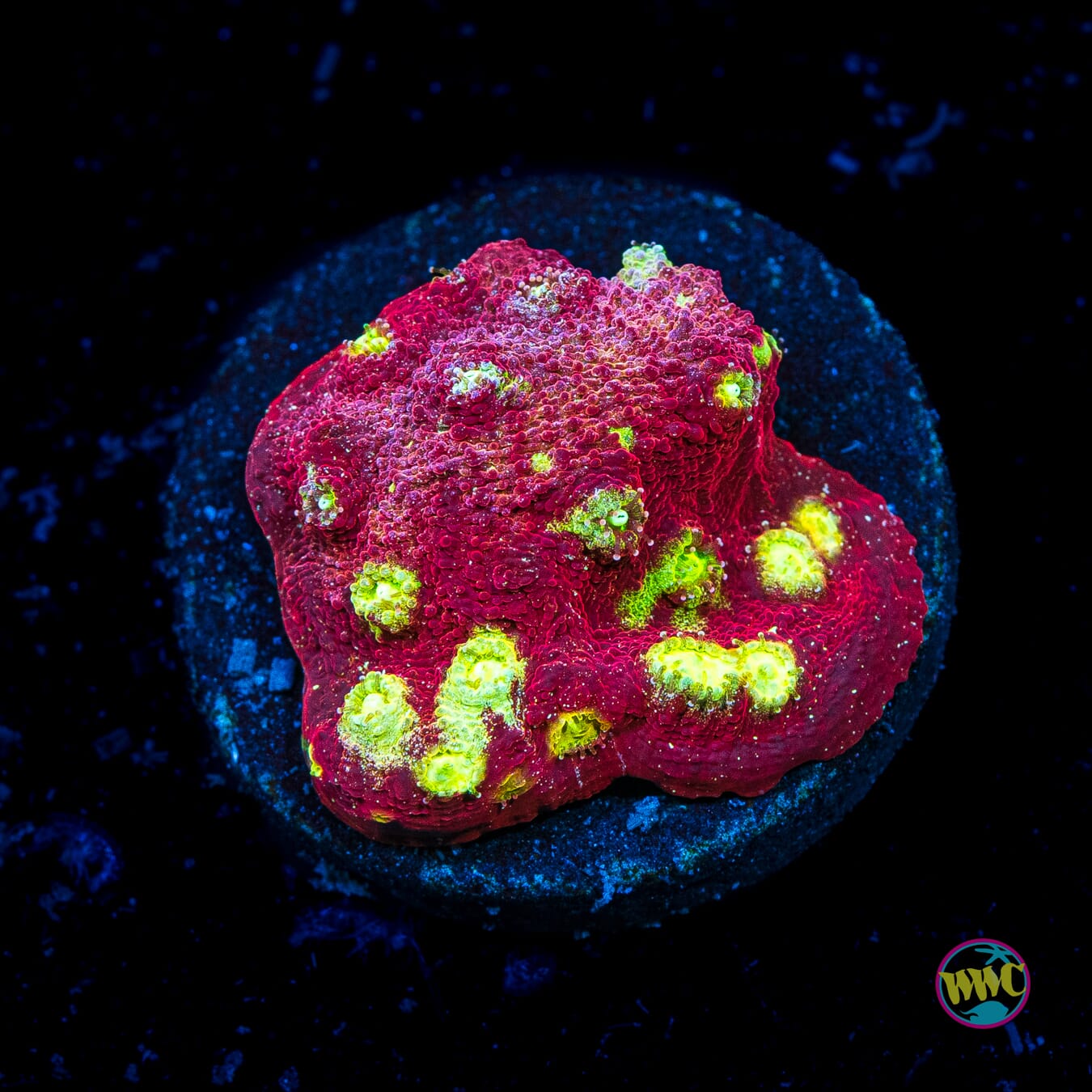 Marvin the Martian Chalice - Actinic Photo