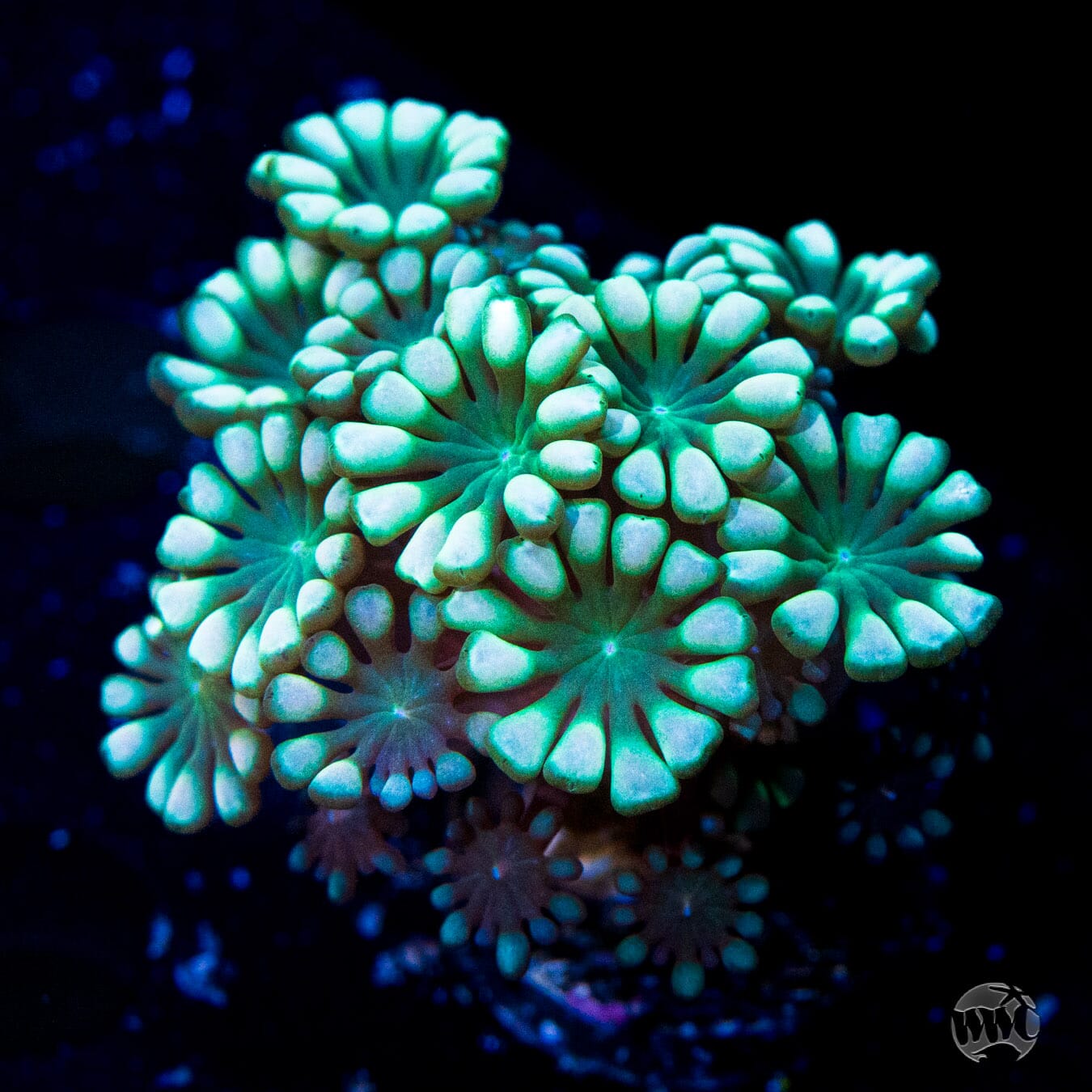 Emerald Hologram Alveopora Coral