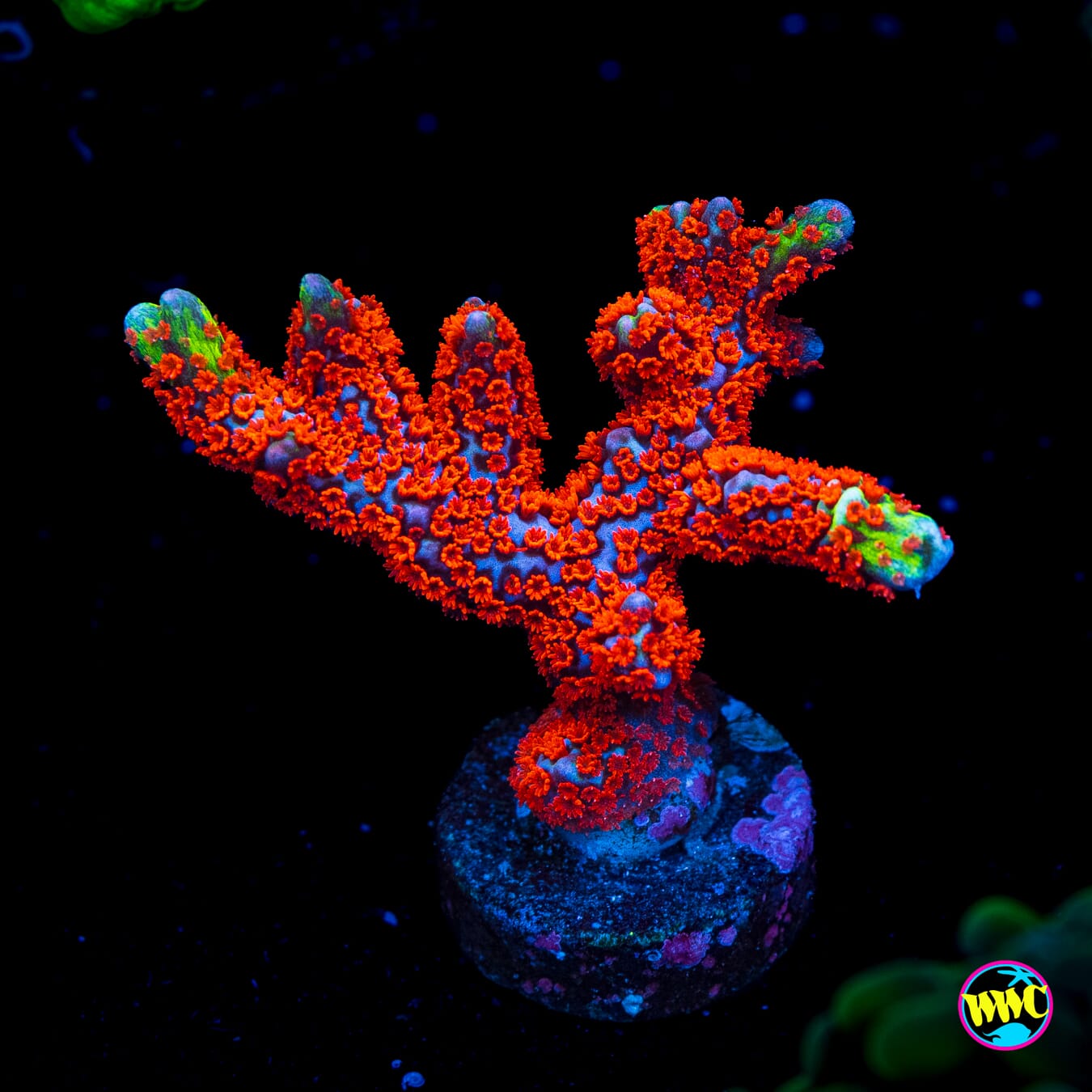 Bubblegum Digitata Montipora - Actinic Photo