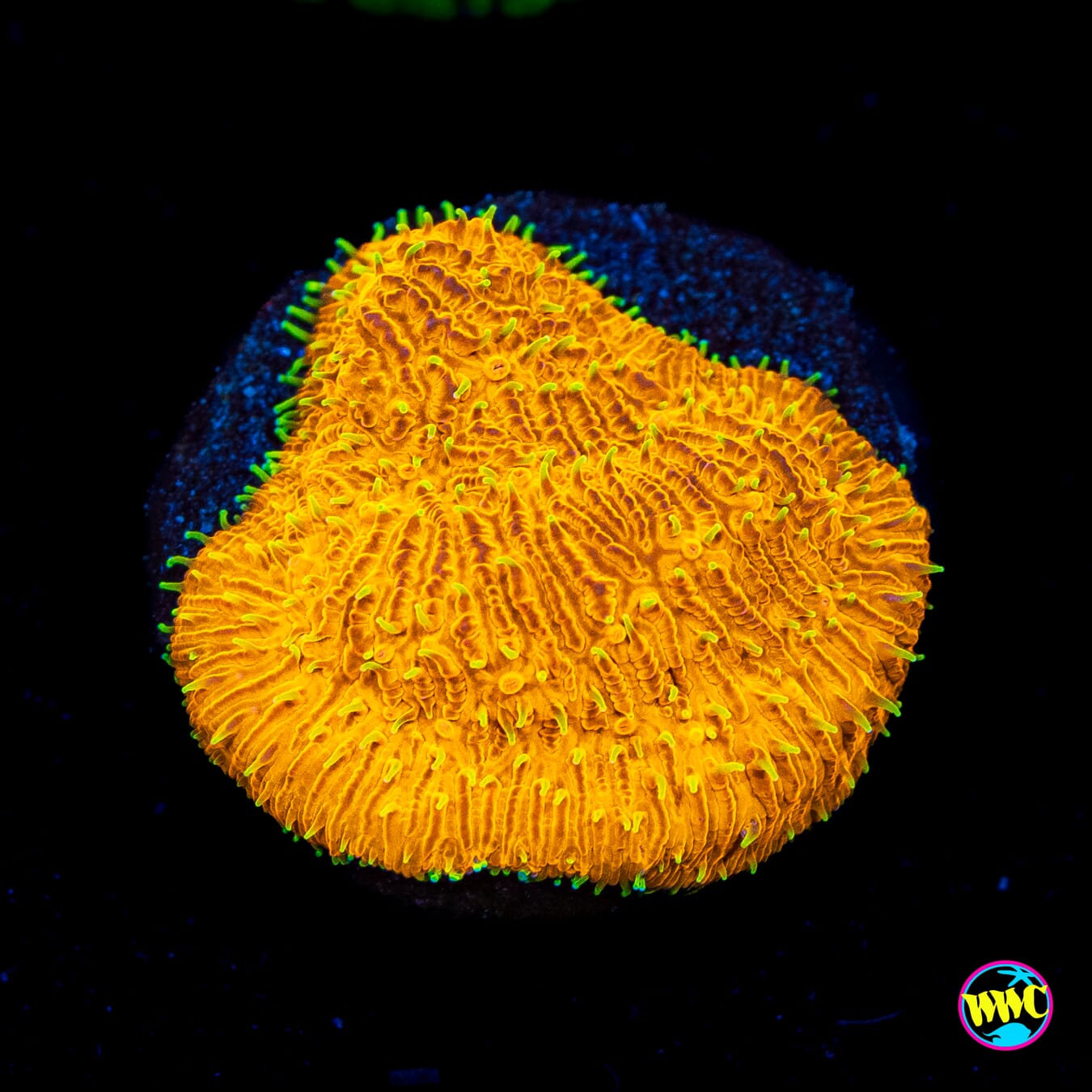 WWC Honeysickle Lithophyllon - Actinic Photo