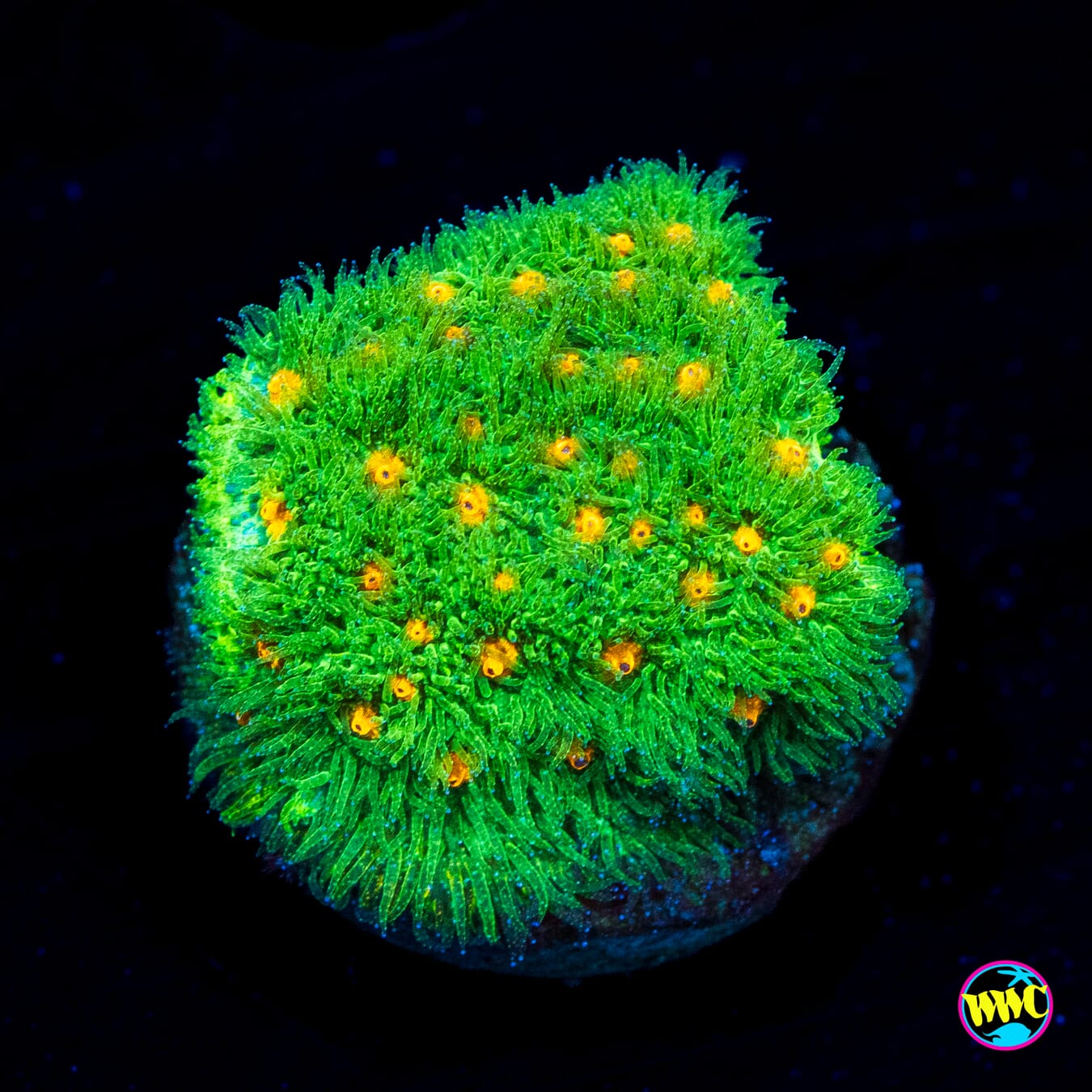 WWC Harvest Moon Psammocora - Actinic Photo