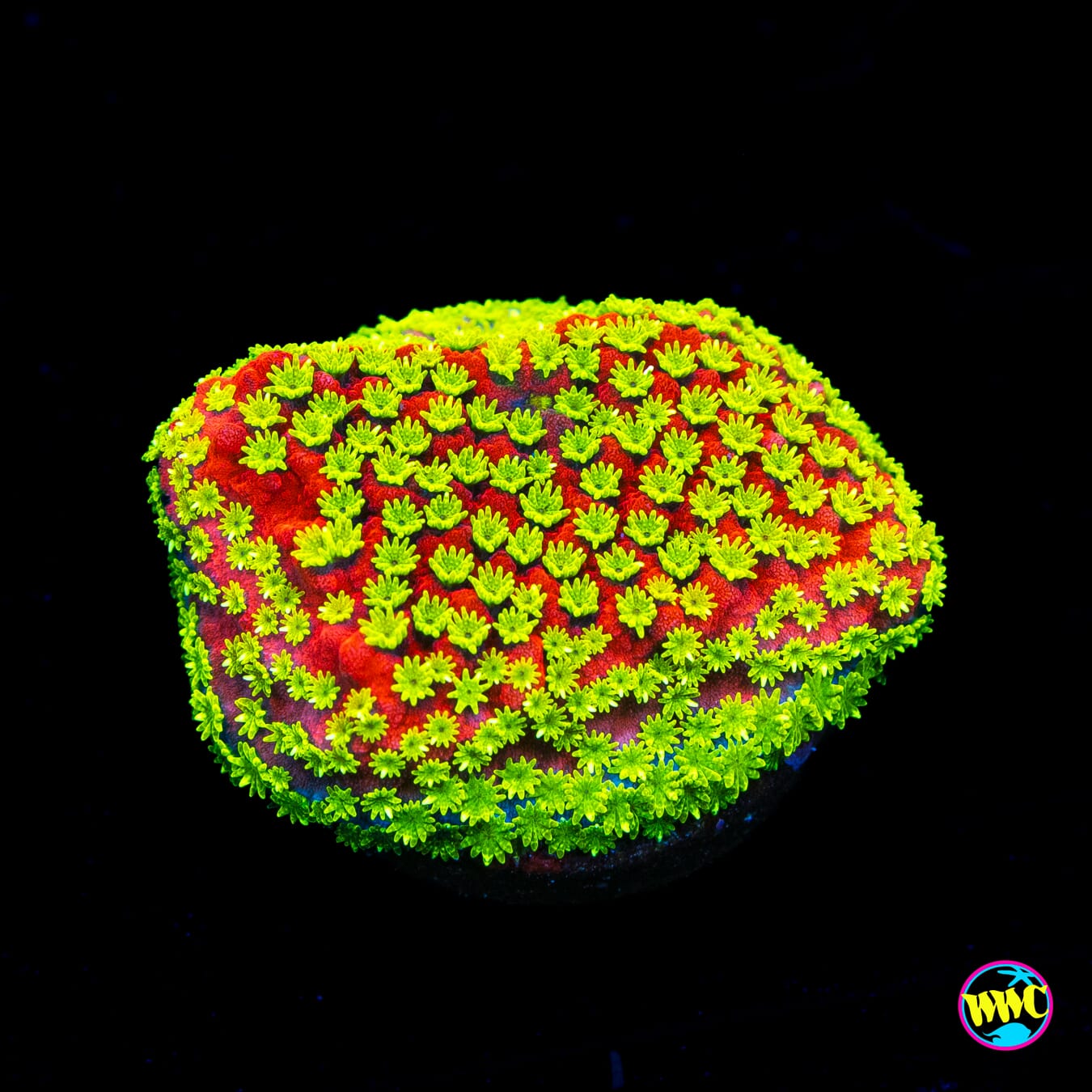 Tyree Sunset Montipora - Actinic Photo