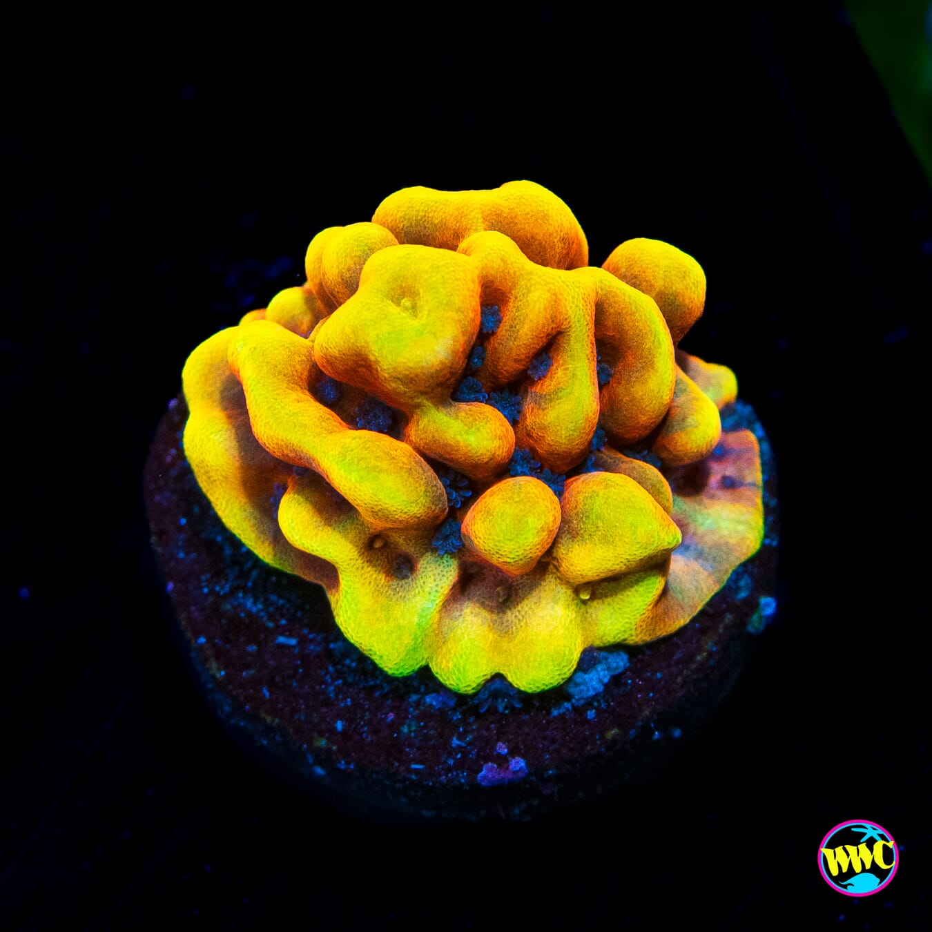 RR Crazy T Montipora - Actinic Photo
