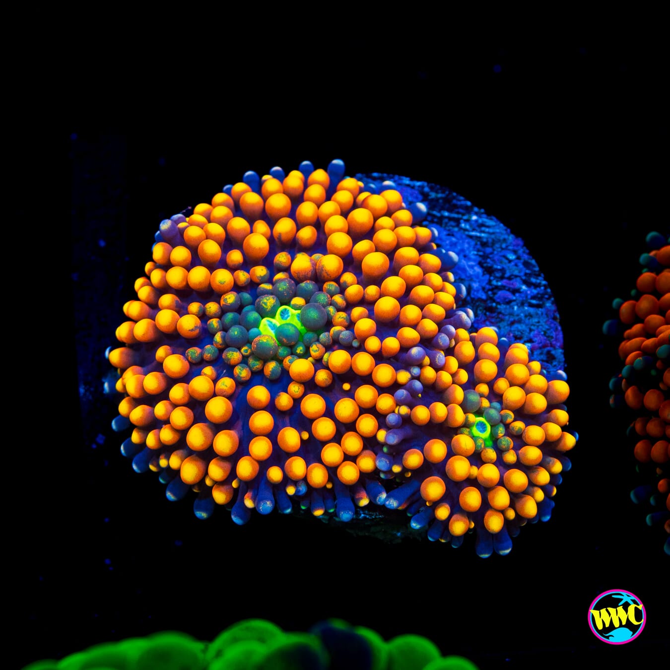 Tangerine Bliss Ricordea Mushroom - Actinic Photo