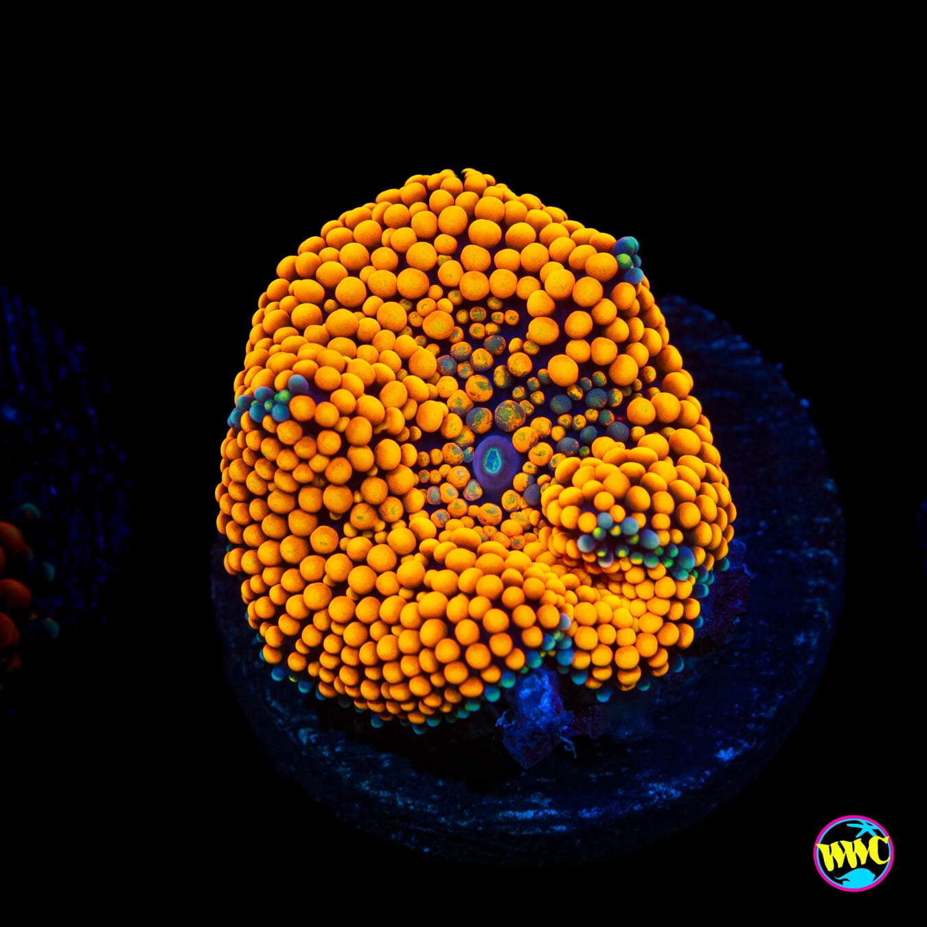 Serendipity Ricordea Mushroom - Actinic Photo