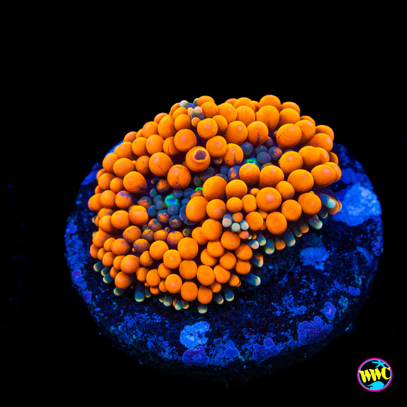 Citrus Cooler Ricordea Mushroom - Actinic Photo