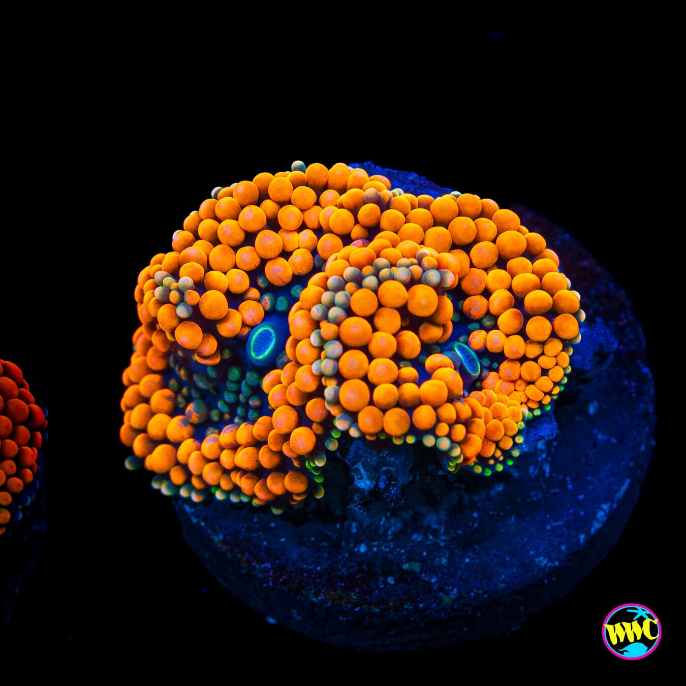 Fresh Squeezed Ricordea Mushroom - Actinic Photo