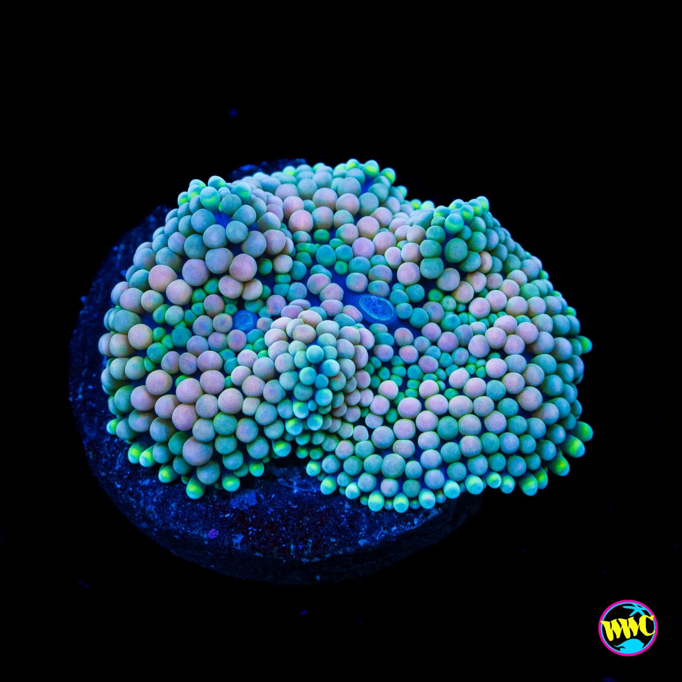 Pink Limeade Ricordea Mushroom - Actinic Photo